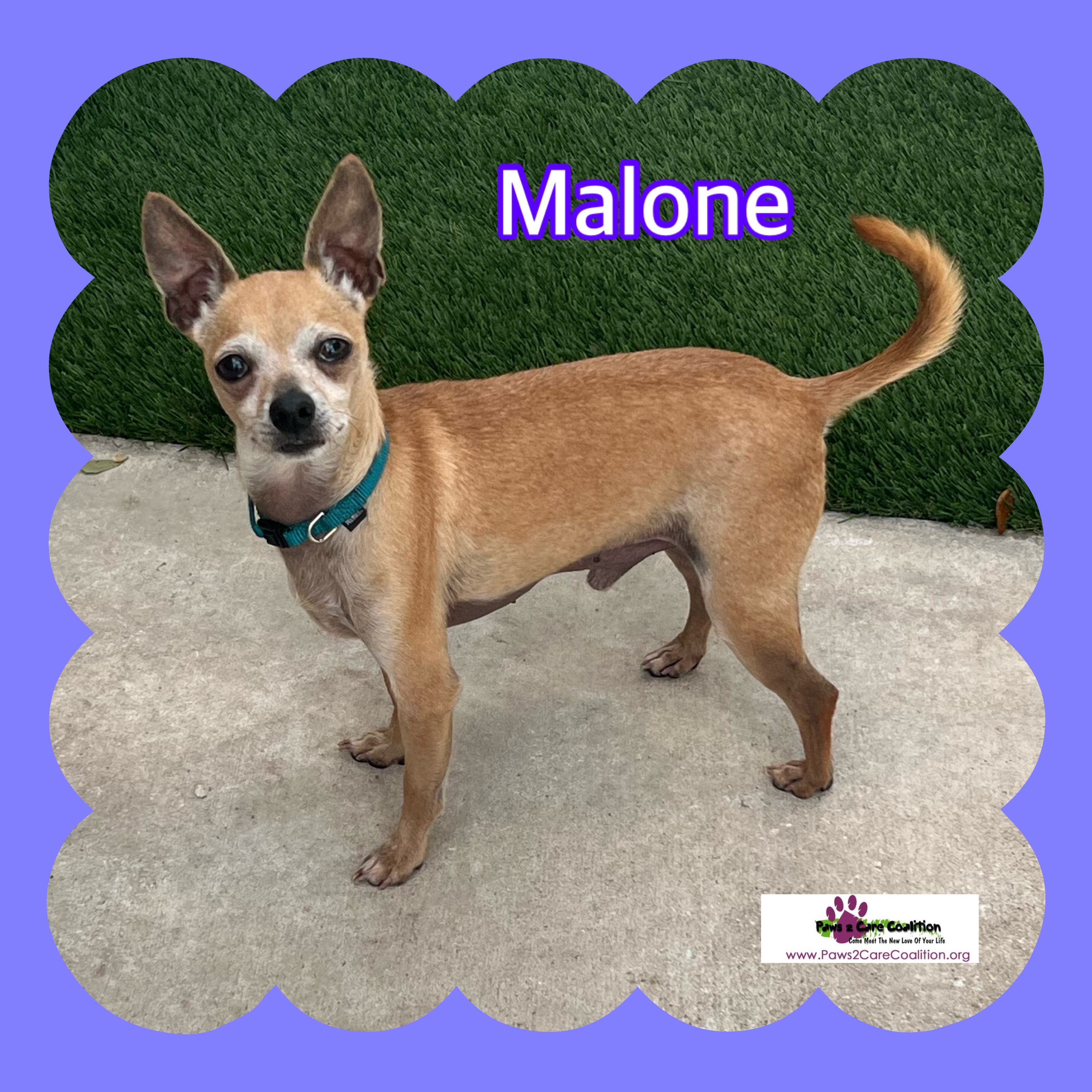 Enlarge Malone, a Adoptable Chihuahua in Hollywood, FL image 1/1