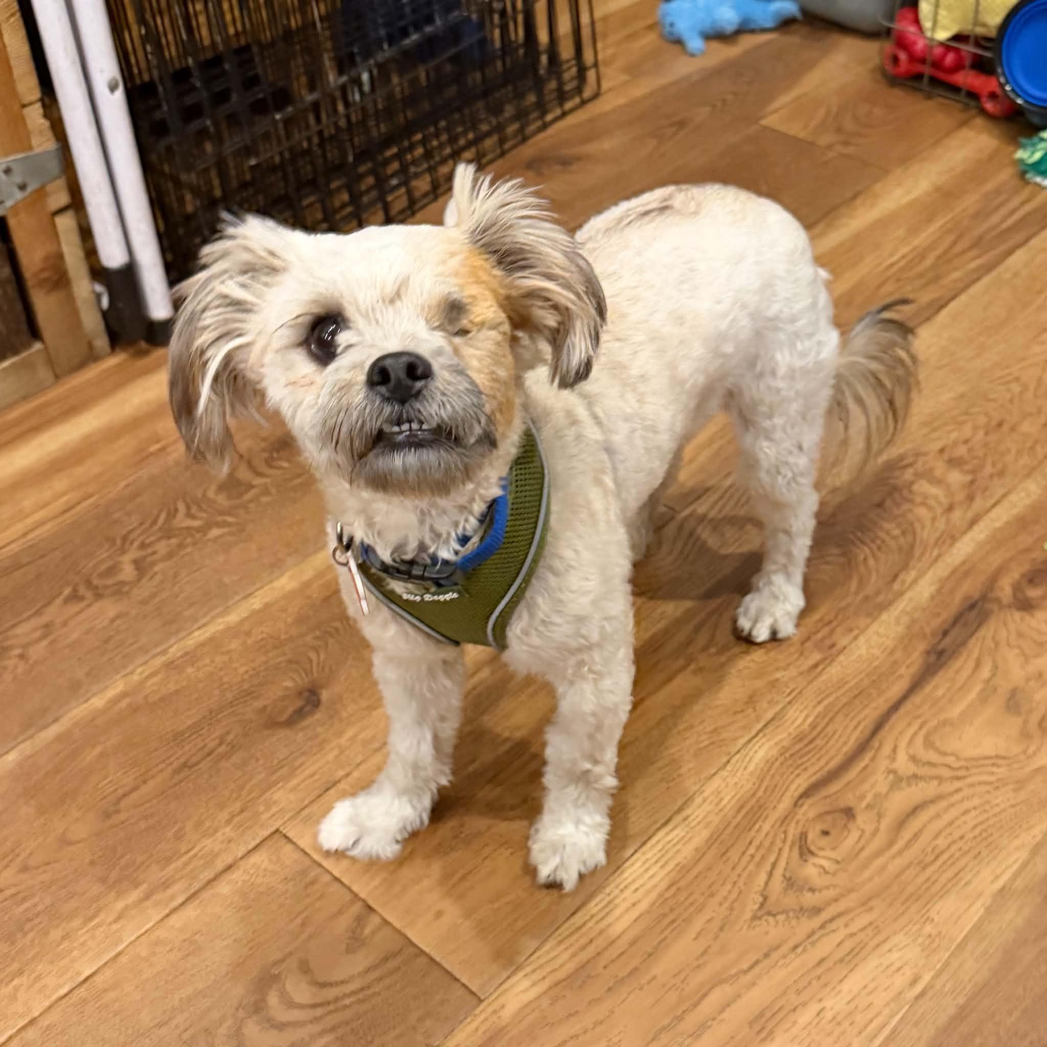 Scout, Adoptable, Young Male Miniature Poodle & Shih Tzu.