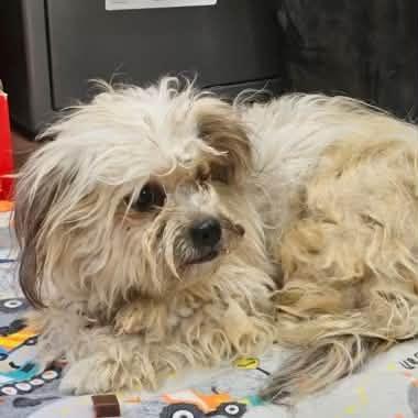Enlarge Scout, a Adoptable mixed breed in Boulder, CO image 5/6