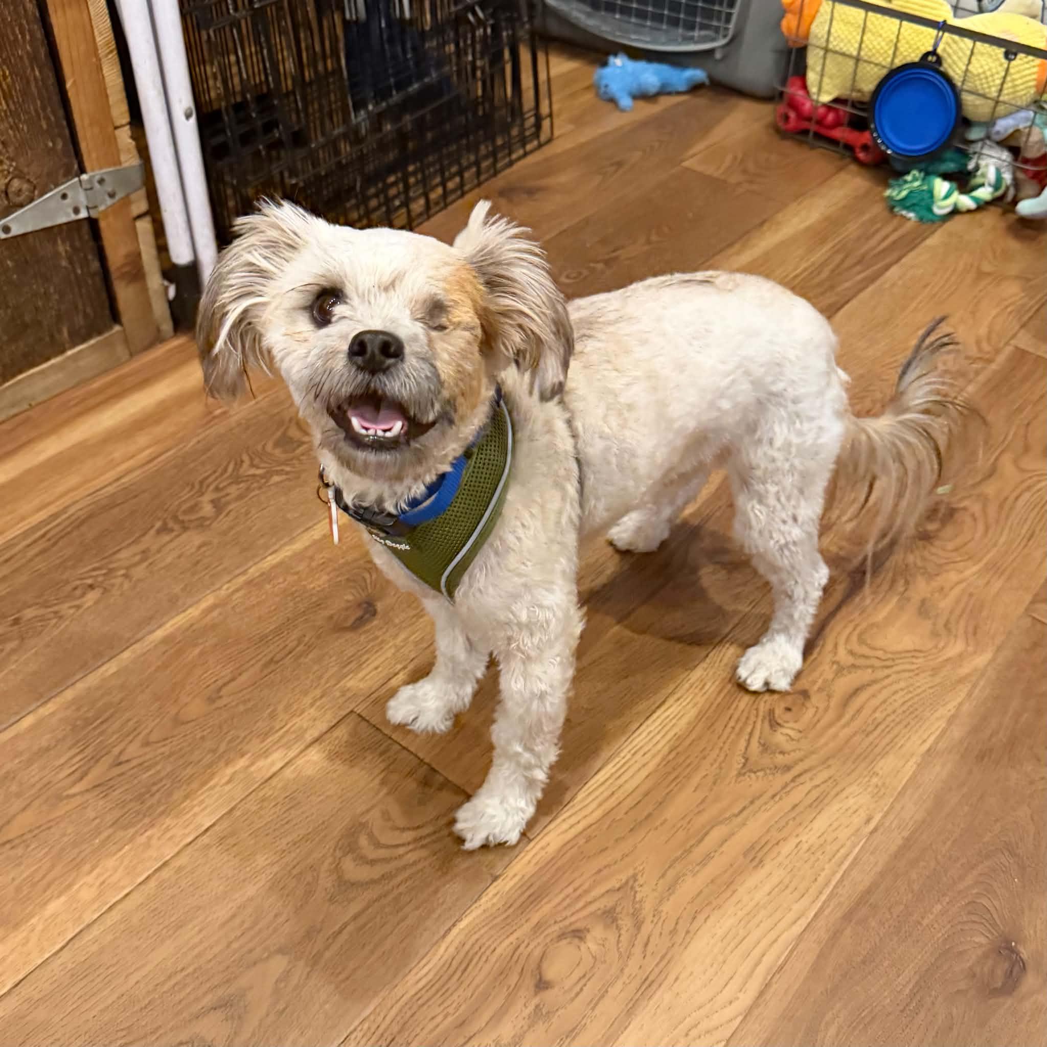 Enlarge Scout, a Adoptable mixed breed in Boulder, CO image 6/6