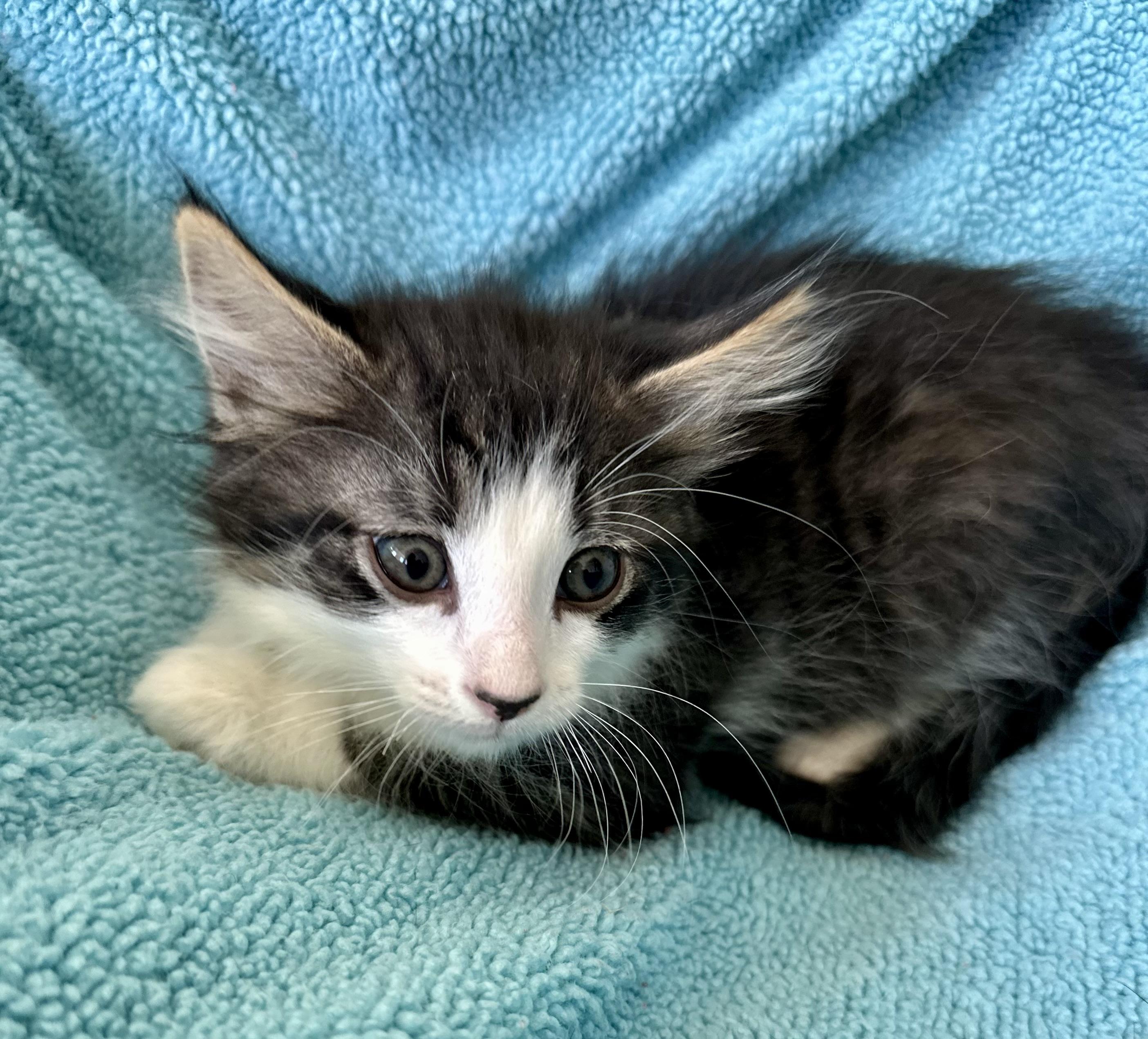 Loki