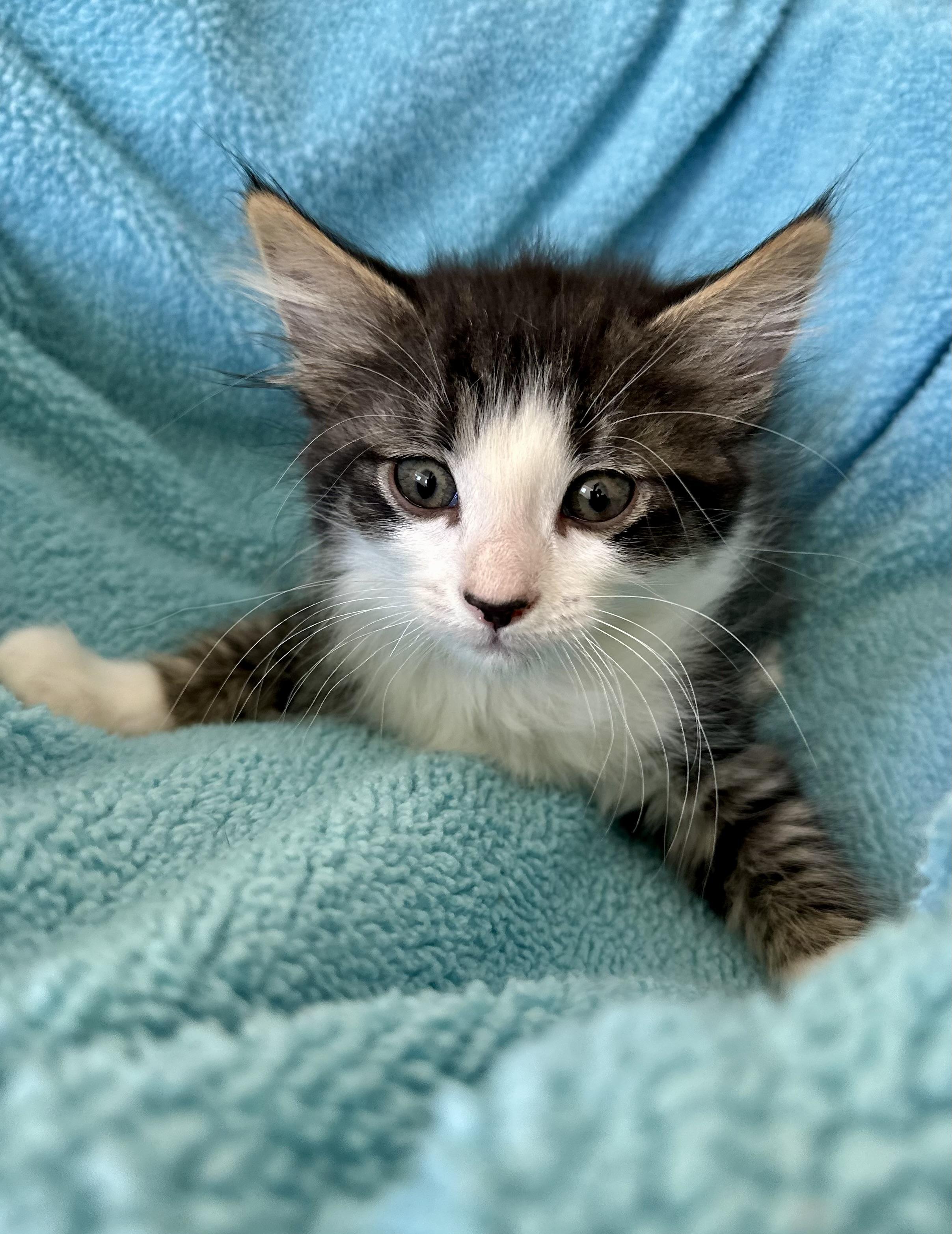 Loki