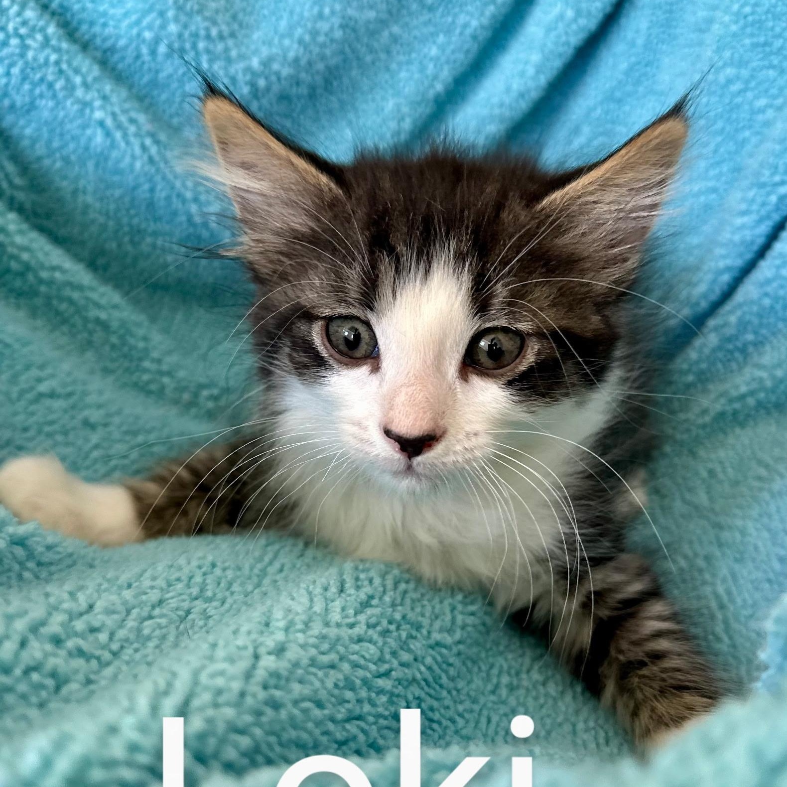Loki