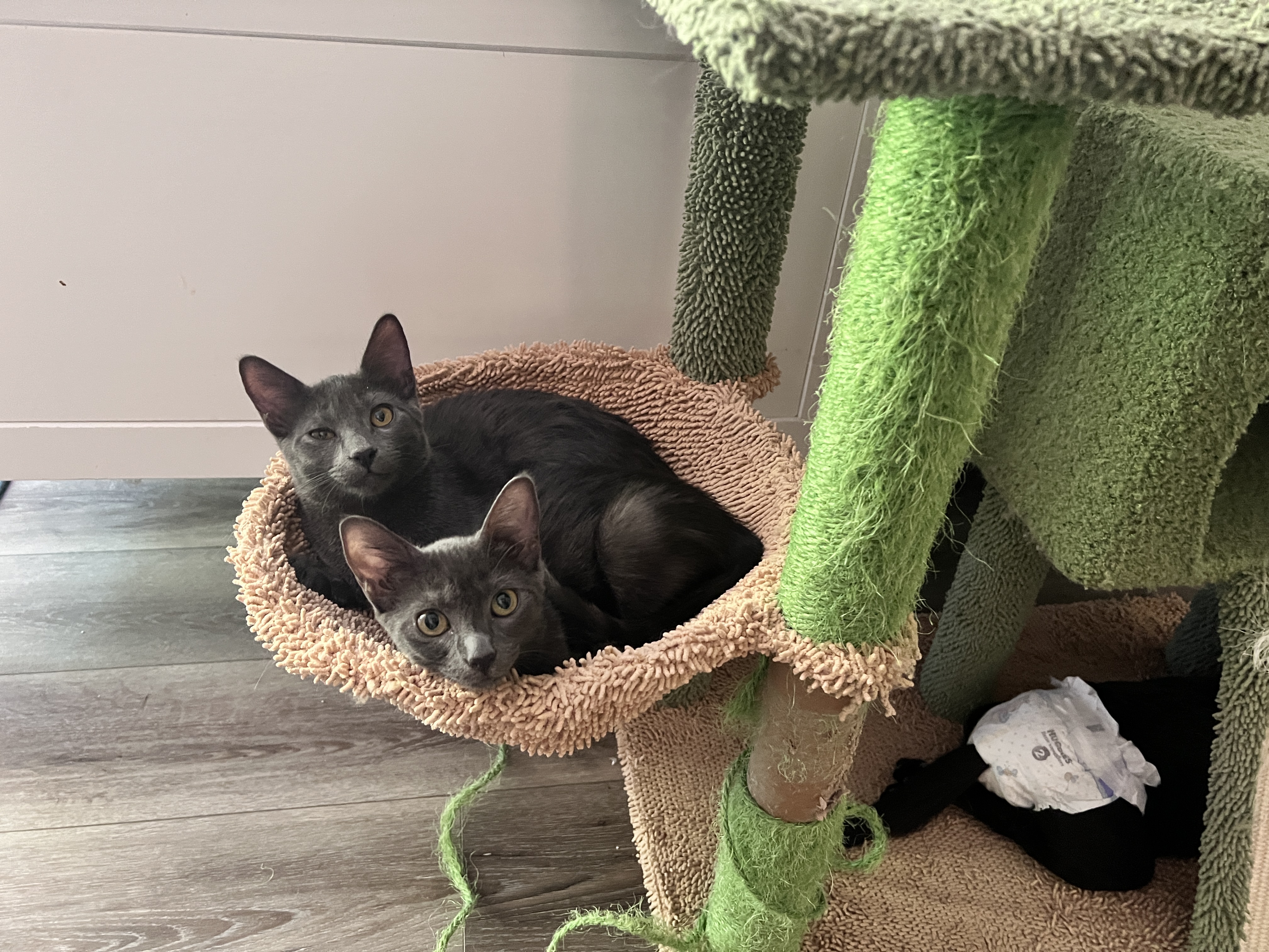 Enlarge McCoy, a Adopted mixed breed in Tempe, AZ image 2/5