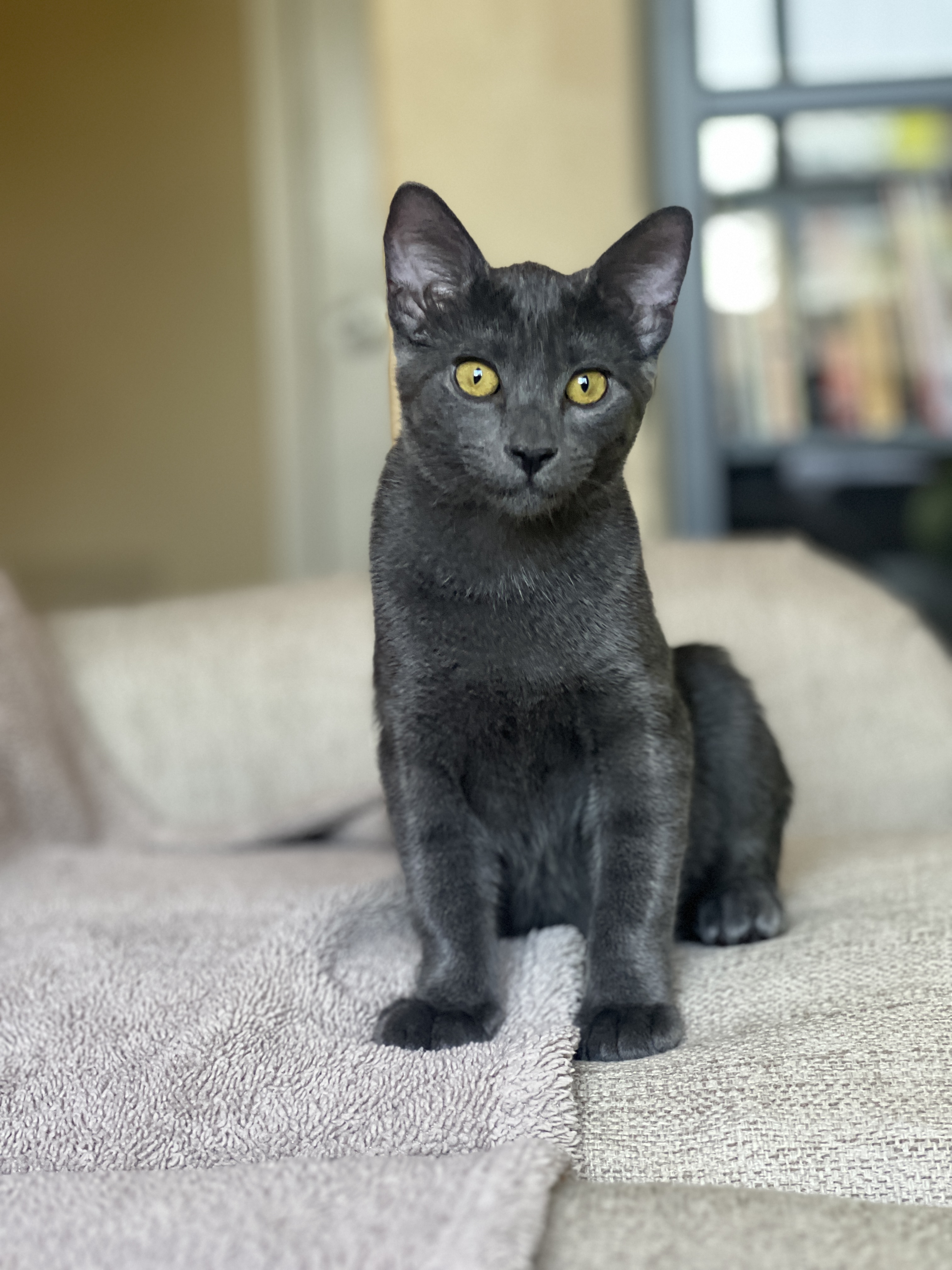 Enlarge McCoy, a Adopted mixed breed in Tempe, AZ image 3/5