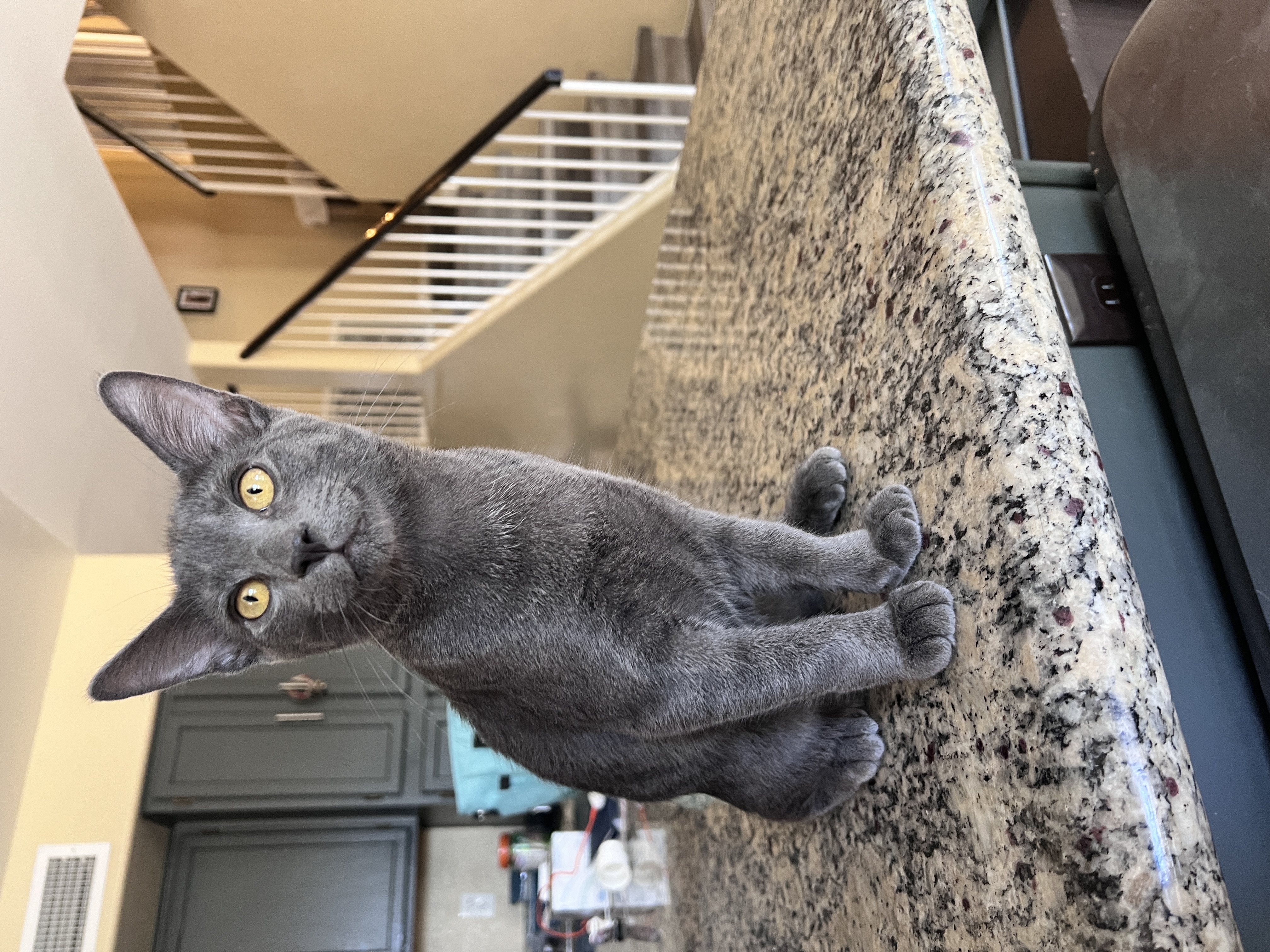 Enlarge McCoy, a Adopted mixed breed in Tempe, AZ image 4/5