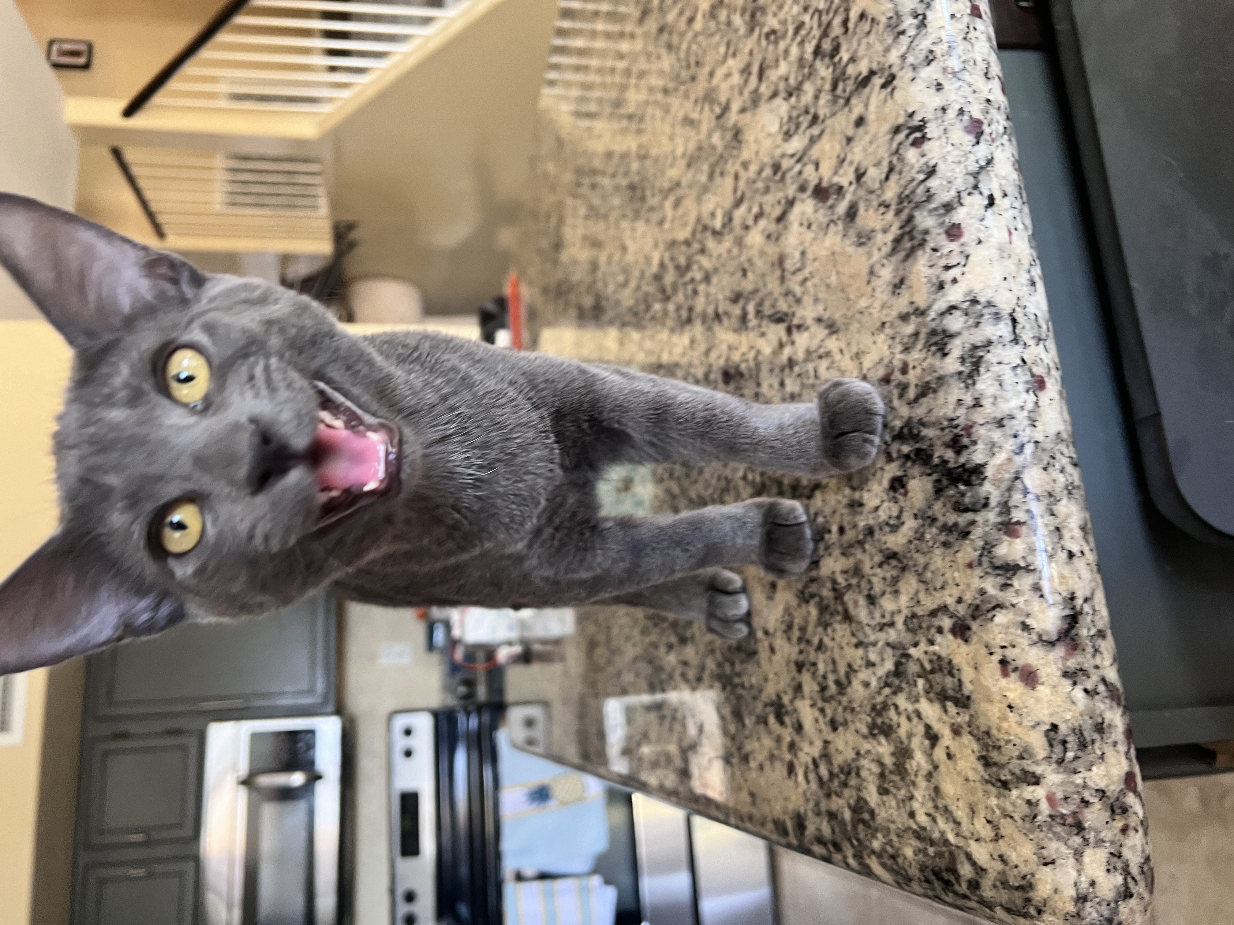 McCoy, Adopted, Young Male Domestic Short Hair.