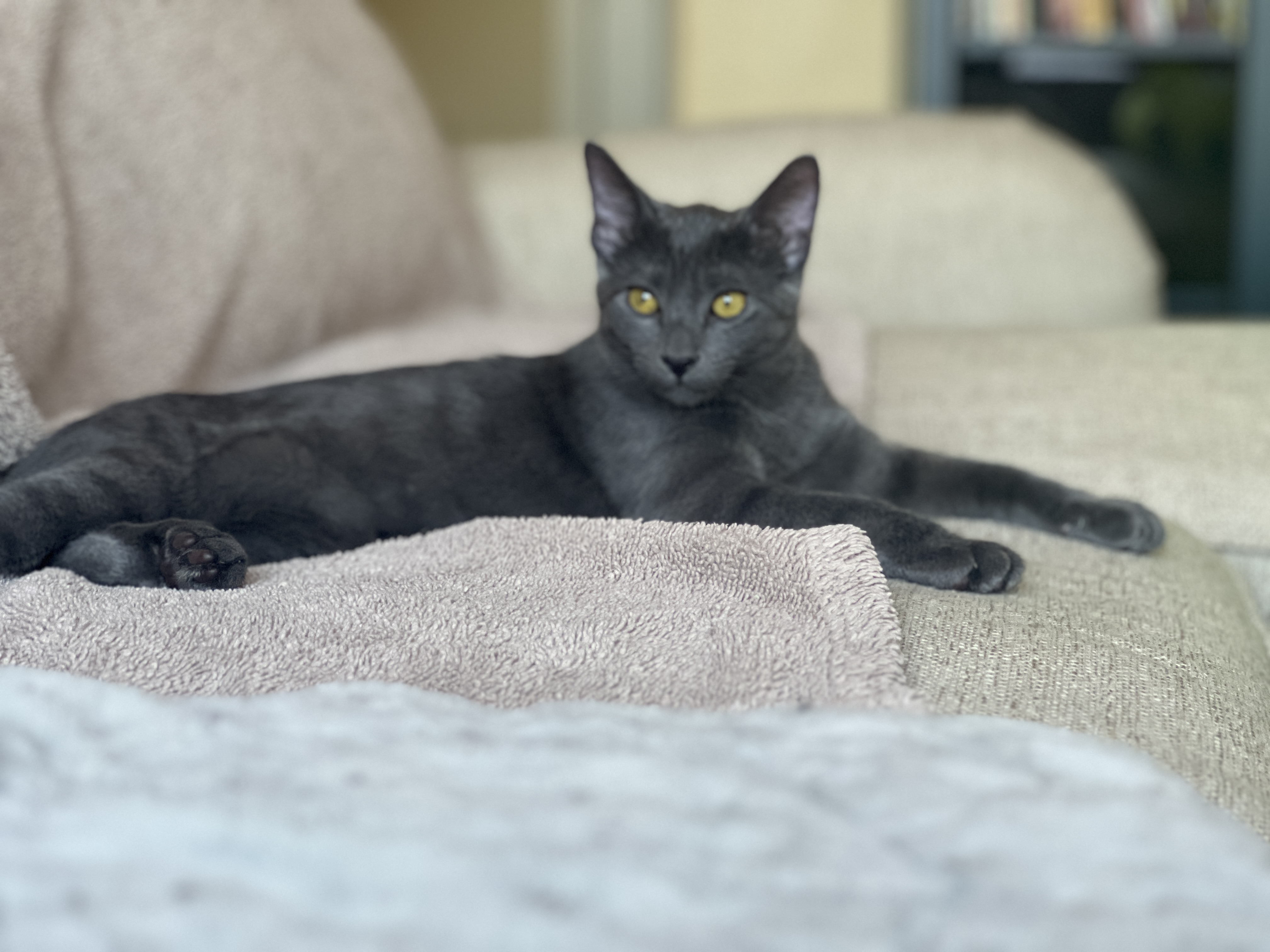 Enlarge McCoy, a Adopted mixed breed in Tempe, AZ image 5/5