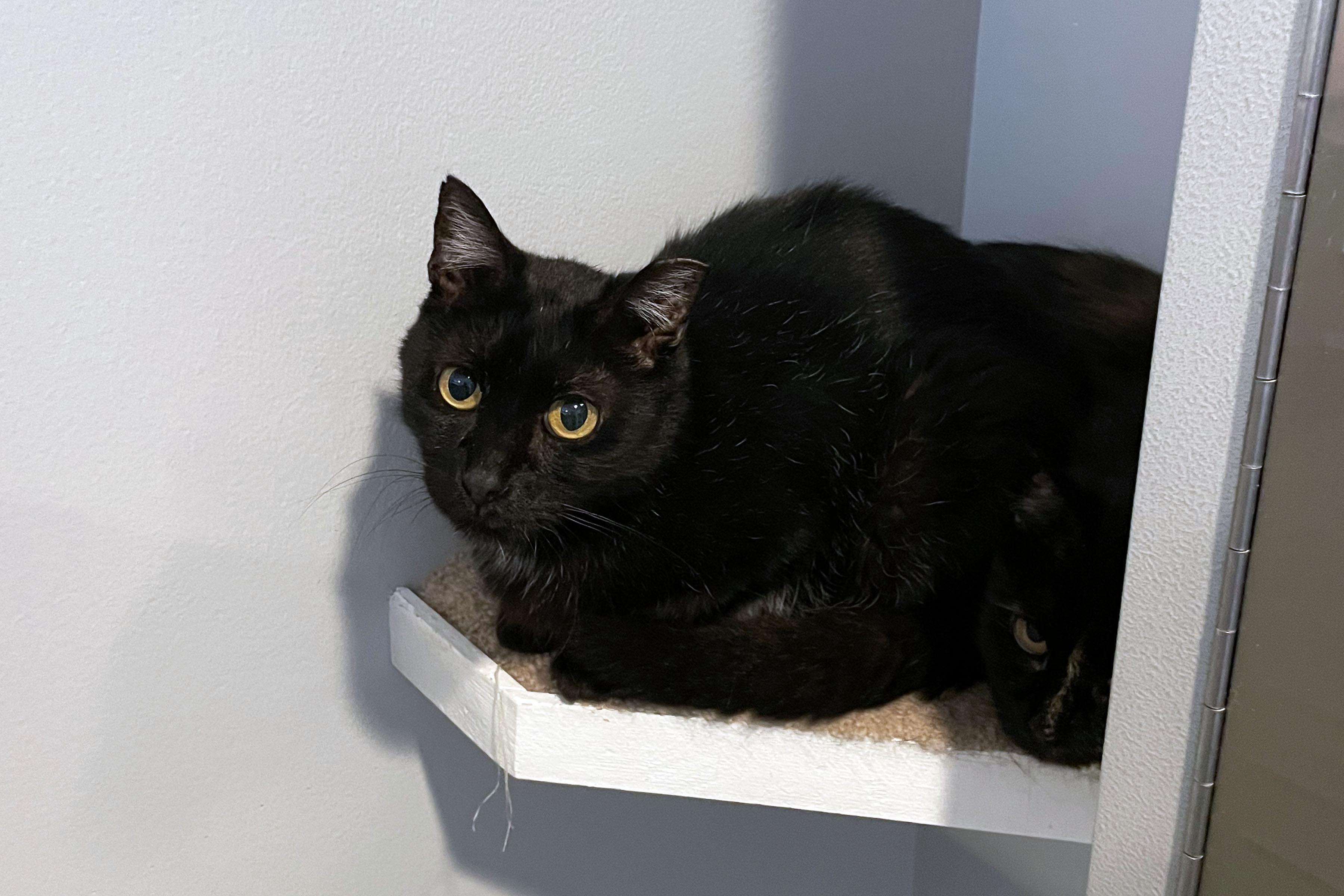 Midnight, Adoptable, Adult Male Domestic Short Hair.