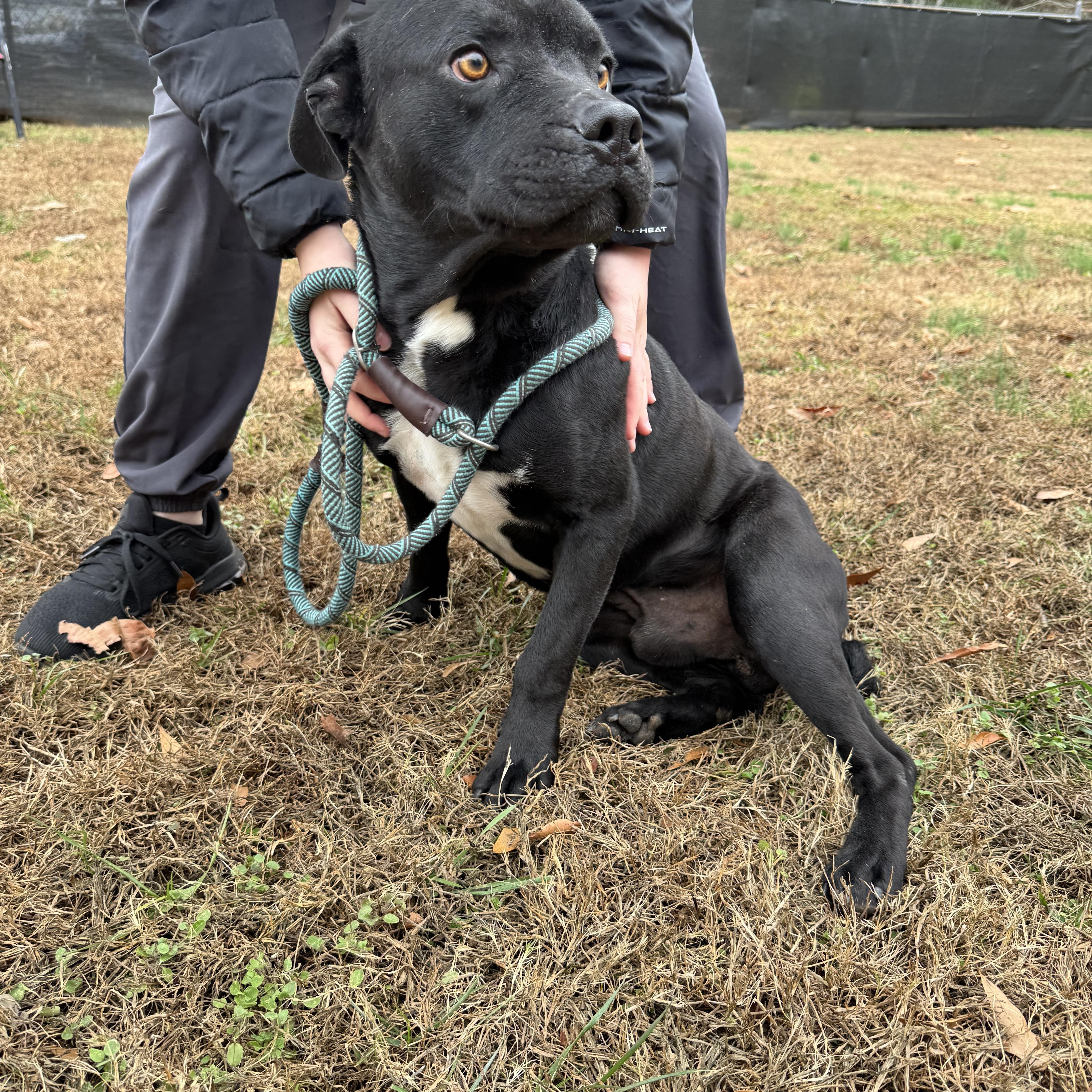 Enlarge Bagheera, a ADOPTABLE Mixed Breed in Grayson, GA image 1/3
