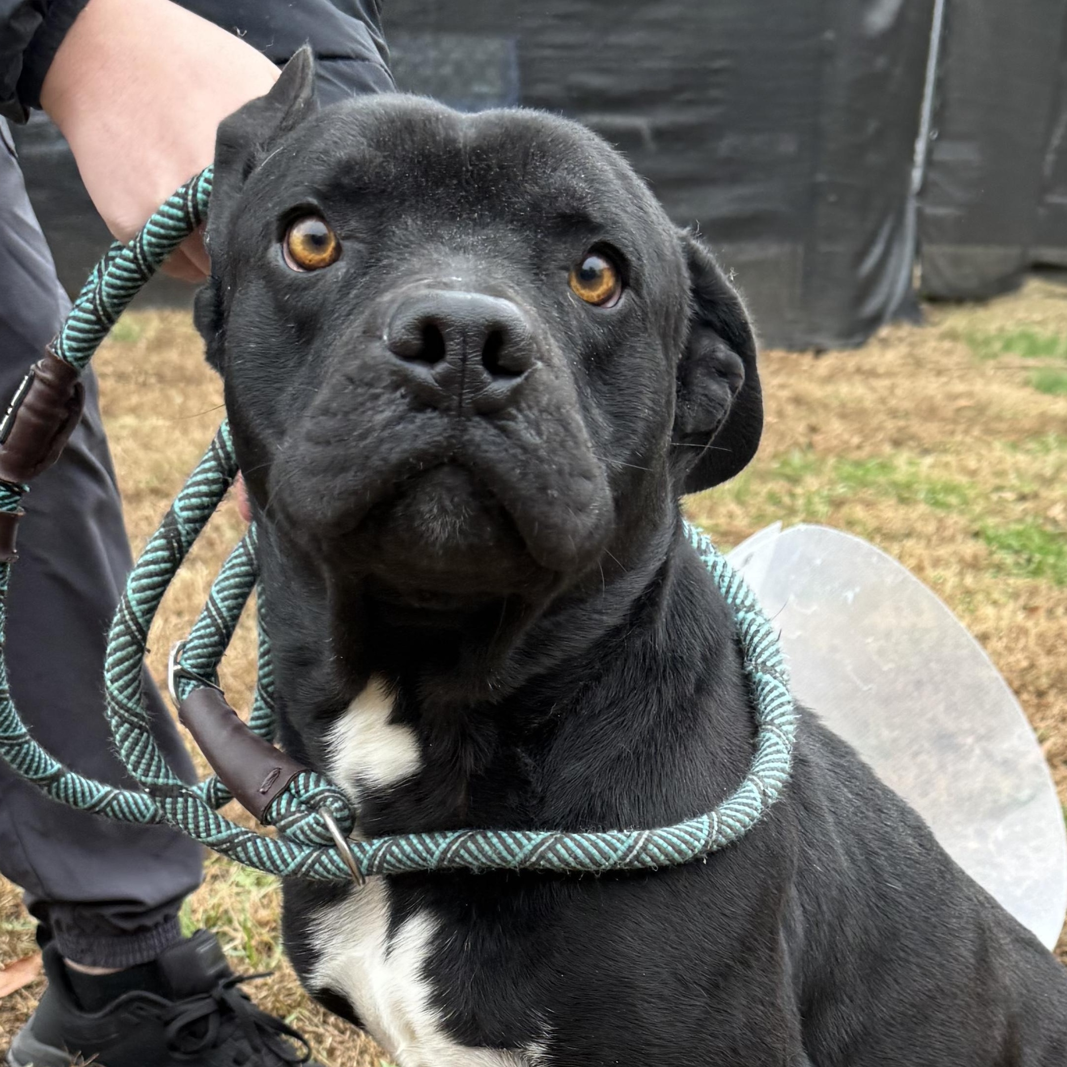 Enlarge Bagheera, a ADOPTABLE Mixed Breed in Grayson, GA image 2/3