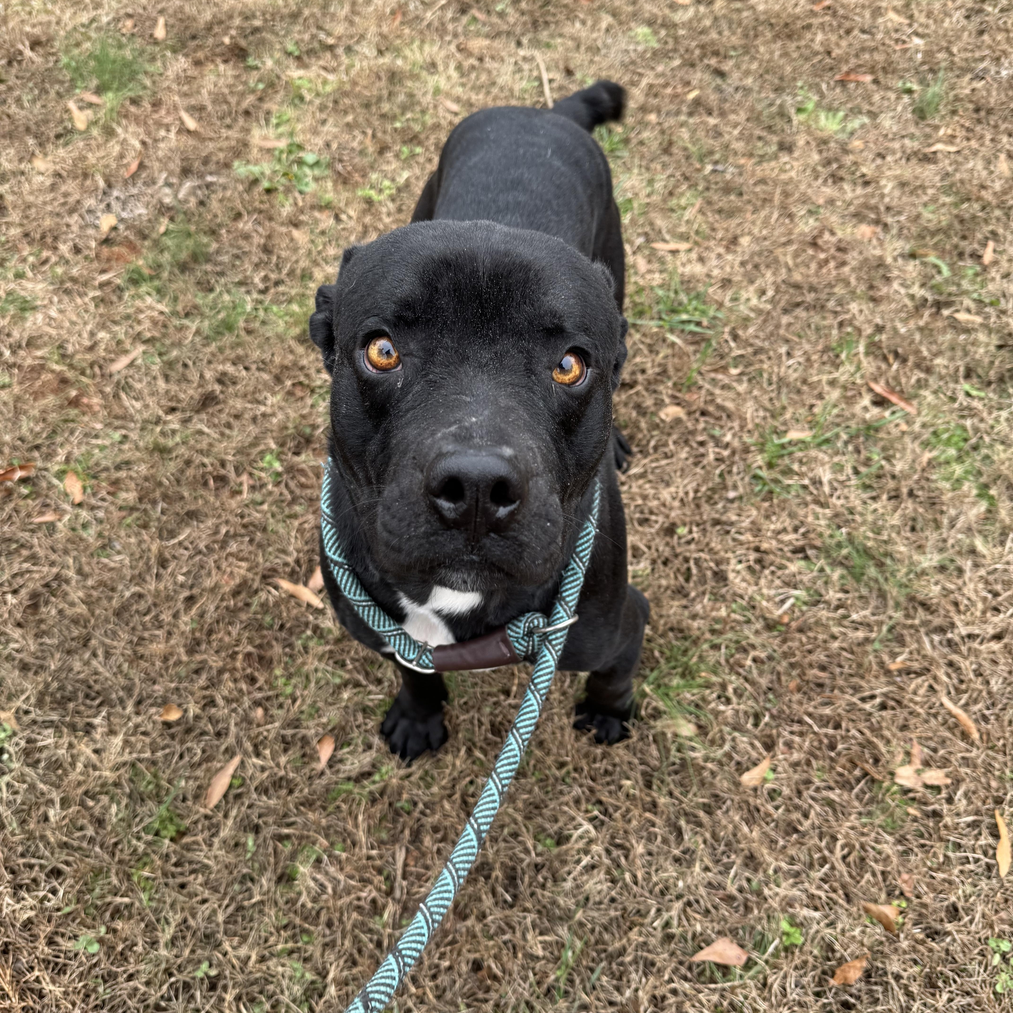 Enlarge Bagheera, a ADOPTABLE Mixed Breed in Grayson, GA image 3/3