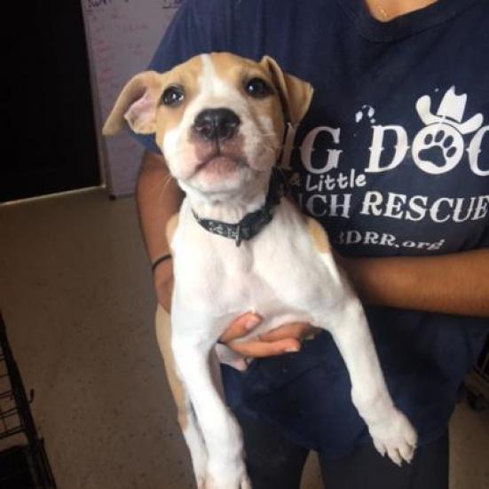 Chex aka Bentley 4517