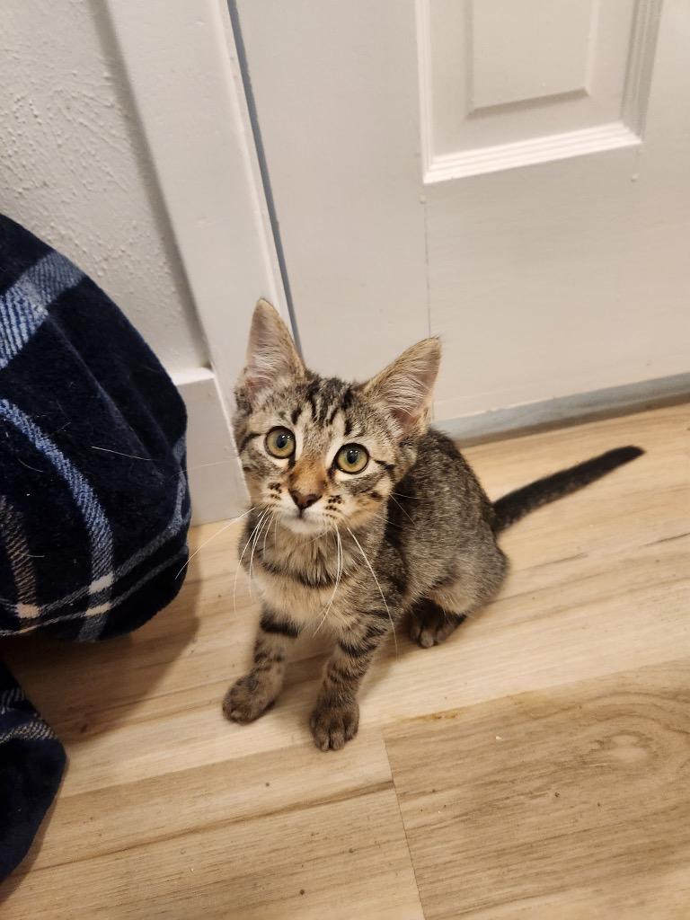 Enlarge Tammy Joe, a Adoptable Domestic Short Hair in Lewisville, TX image 1/6