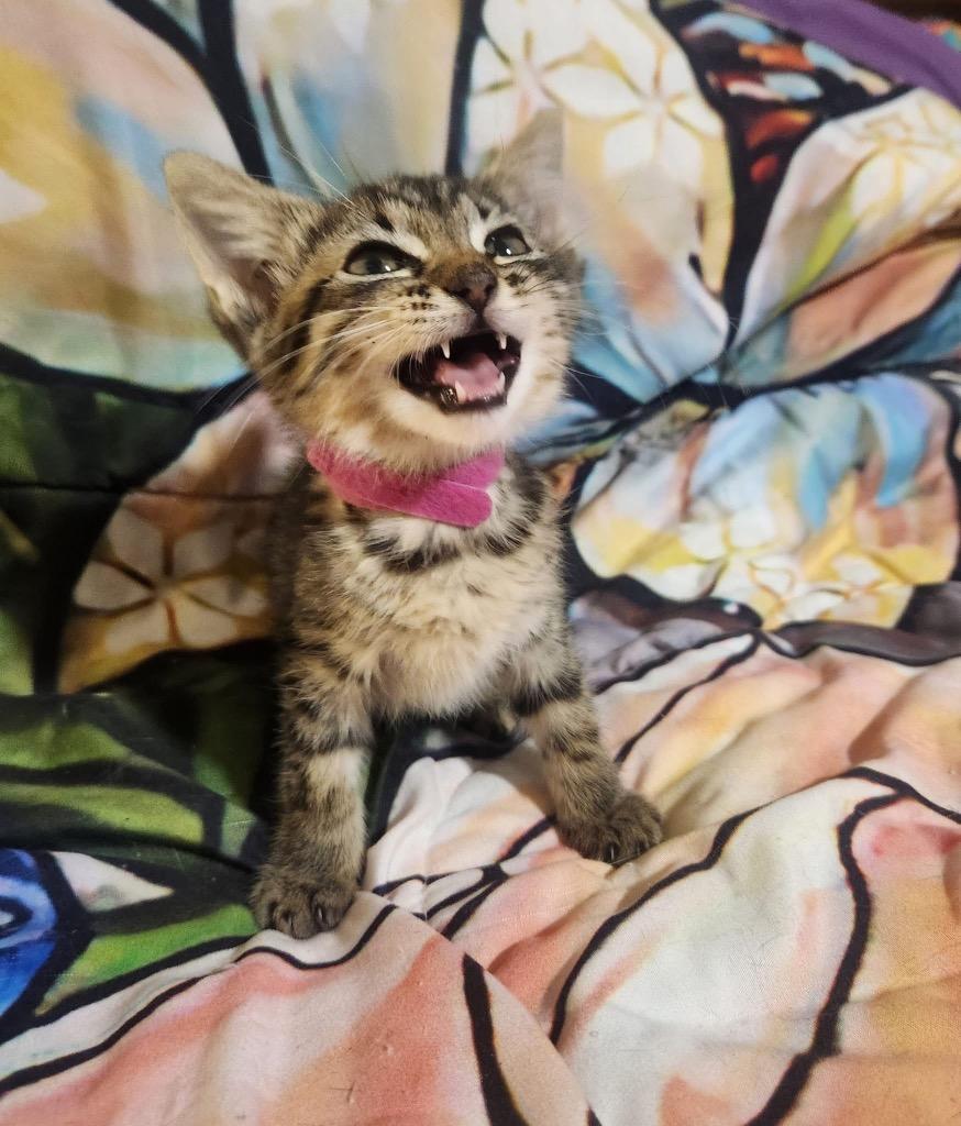 Enlarge Tammy Joe, a Adoptable Domestic Short Hair in Lewisville, TX image 2/6