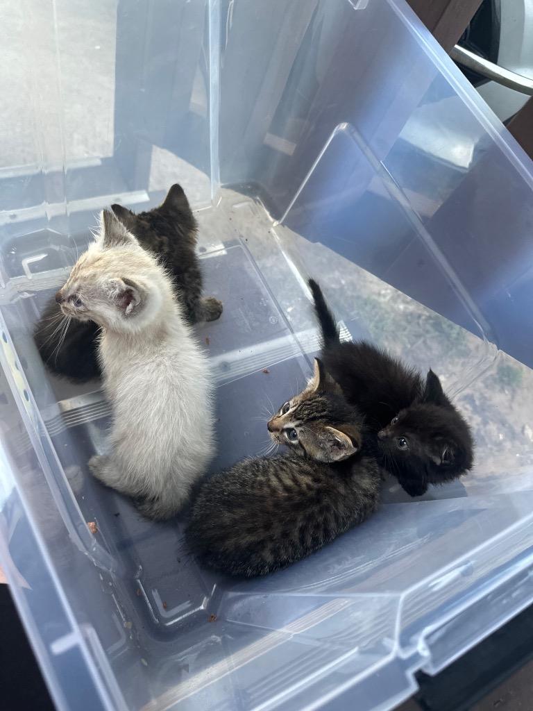 Enlarge Tammy Joe, a Adoptable Domestic Short Hair in Lewisville, TX image 3/6