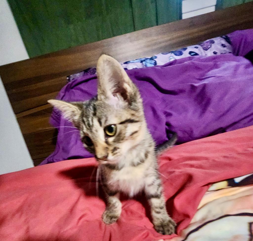 Enlarge Tammy Joe, a Adoptable Domestic Short Hair in Lewisville, TX image 5/6