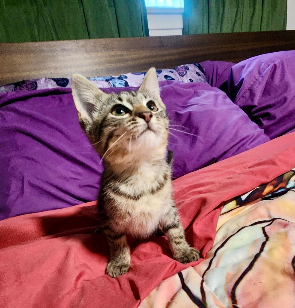 Enlarge Tammy Joe, a Adoptable Domestic Short Hair in Lewisville, TX image 6/6