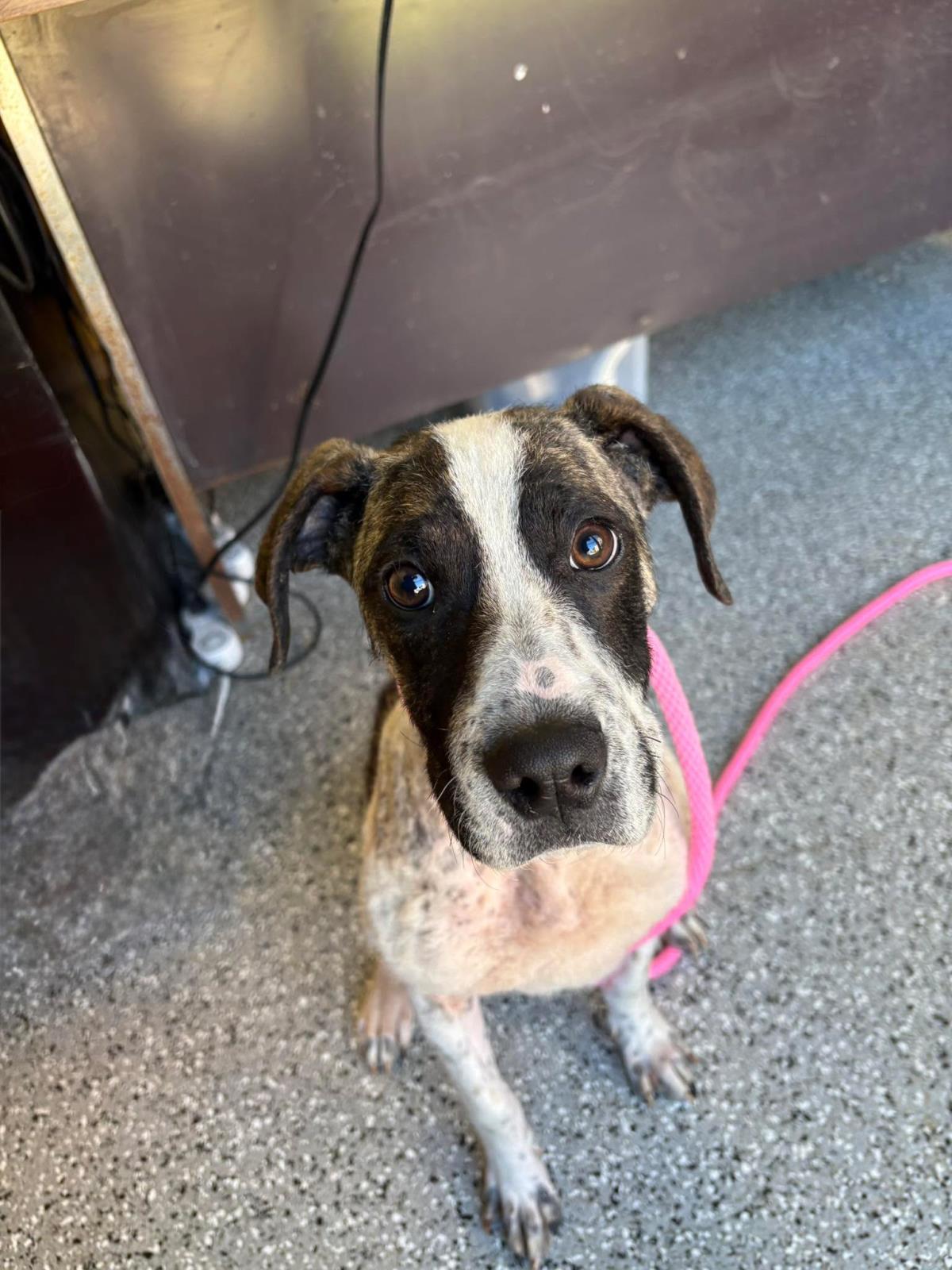 Willow, Adoptable, Young Female Boxer.