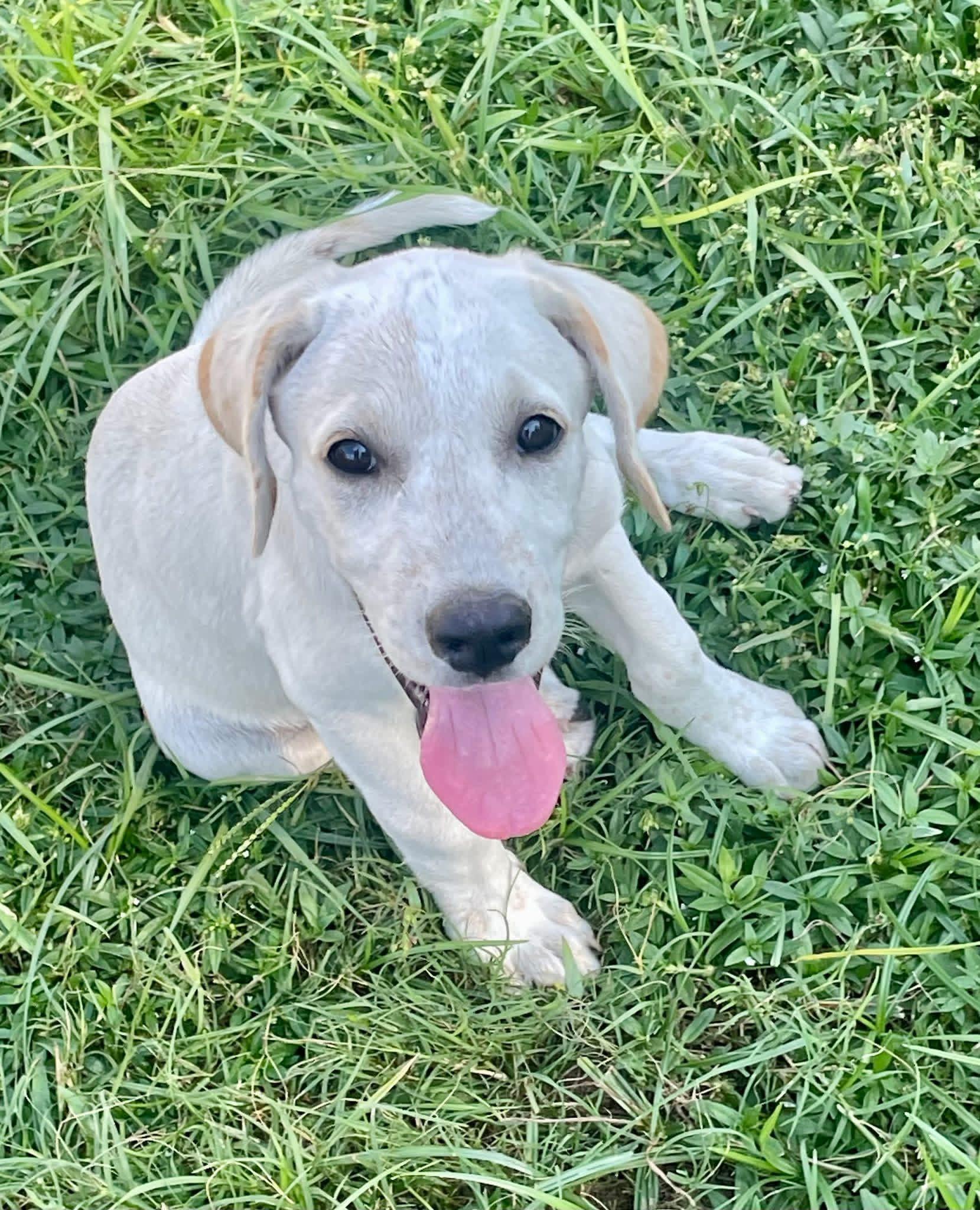 Enlarge Goose, a Adoptable mixed breed in Augusta, ME image 1/1