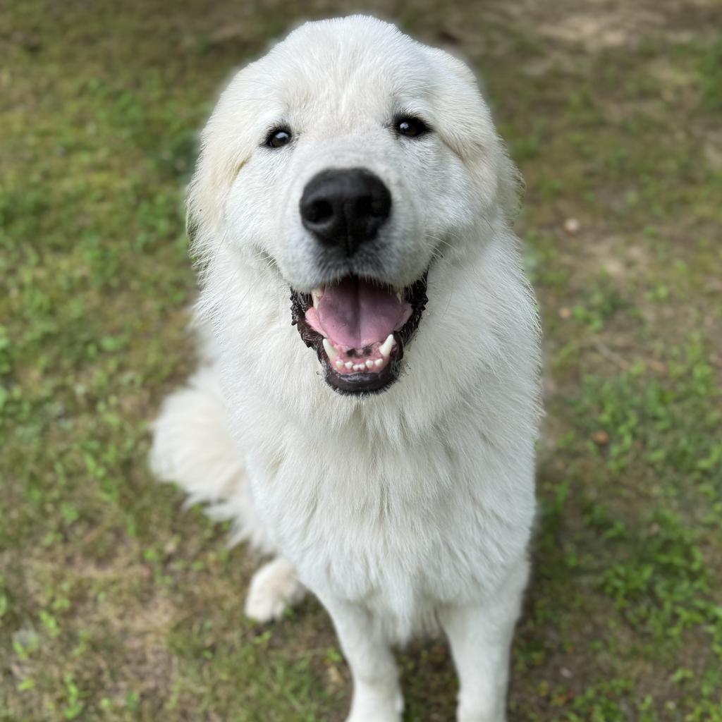 Crostini, a Adoptable mixed breed in Fredericksburg, VA image 1/6
