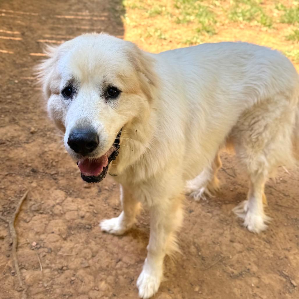 Enlarge Crostini, a Adoptable mixed breed in Fredericksburg, VA image 3/5
