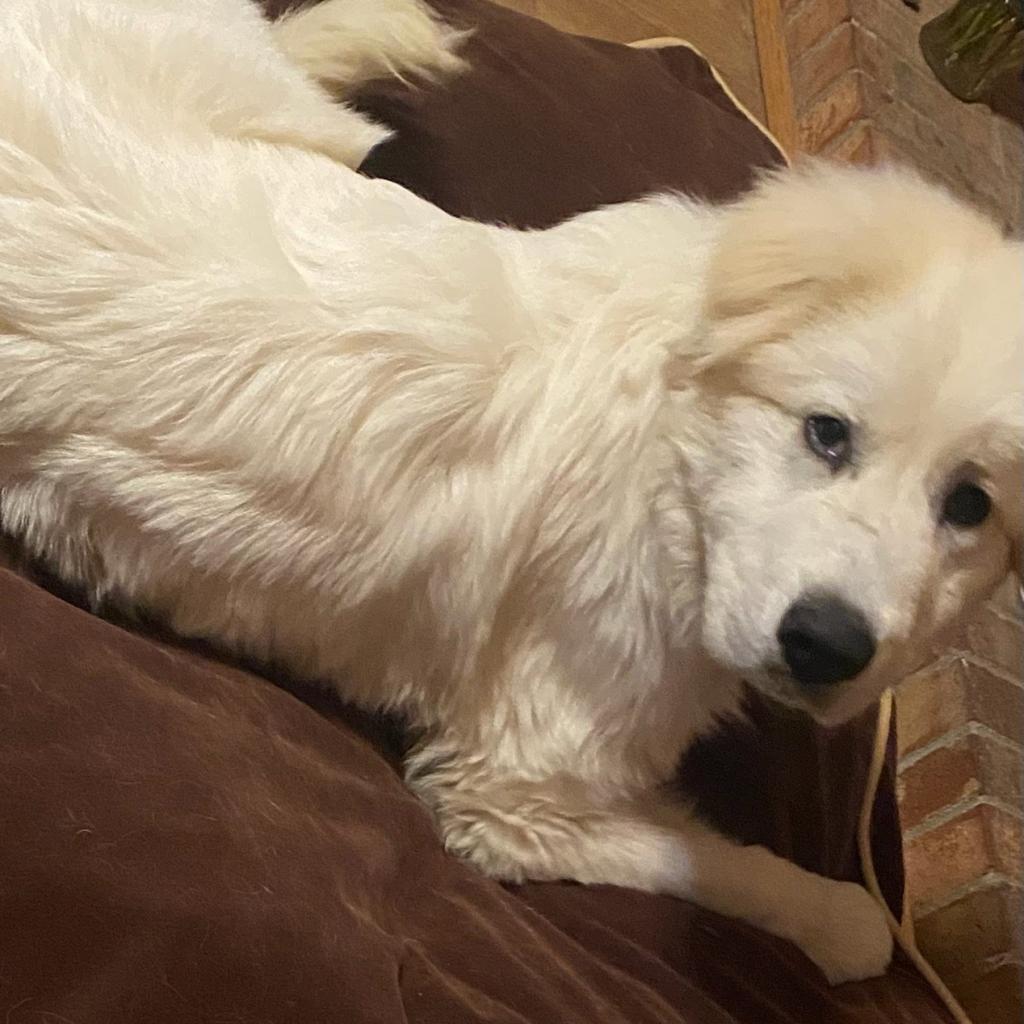 Crostini, a Adoptable mixed breed in Fredericksburg, VA image 3/6