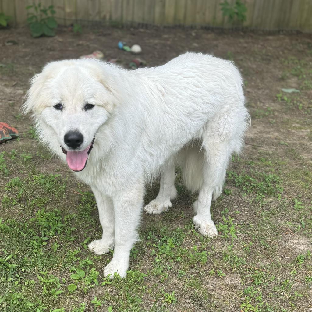Crostini, a Adoptable mixed breed in Fredericksburg, VA image 6/6