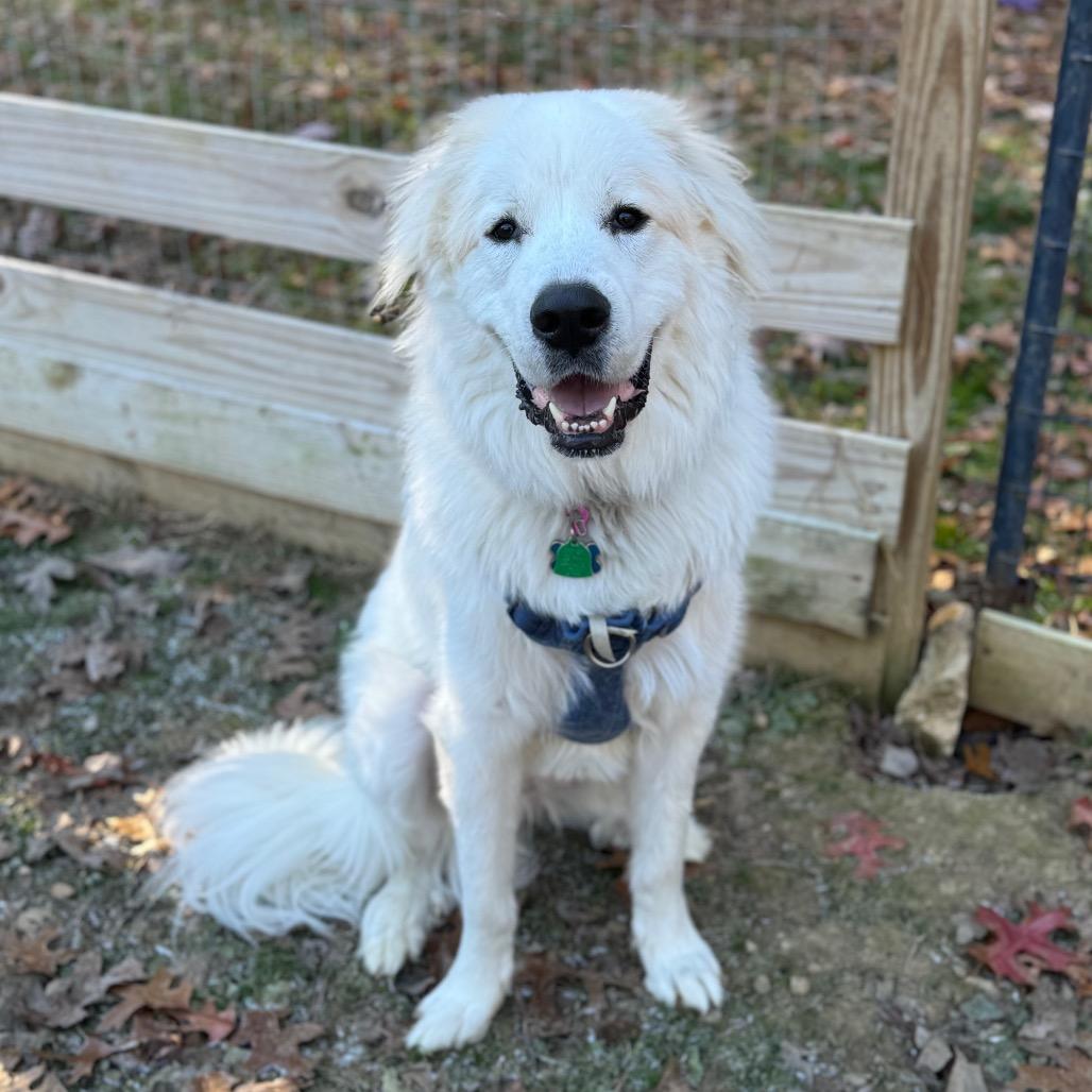 Enlarge Crostini, a Adoptable mixed breed in Fredericksburg, VA image 5/5