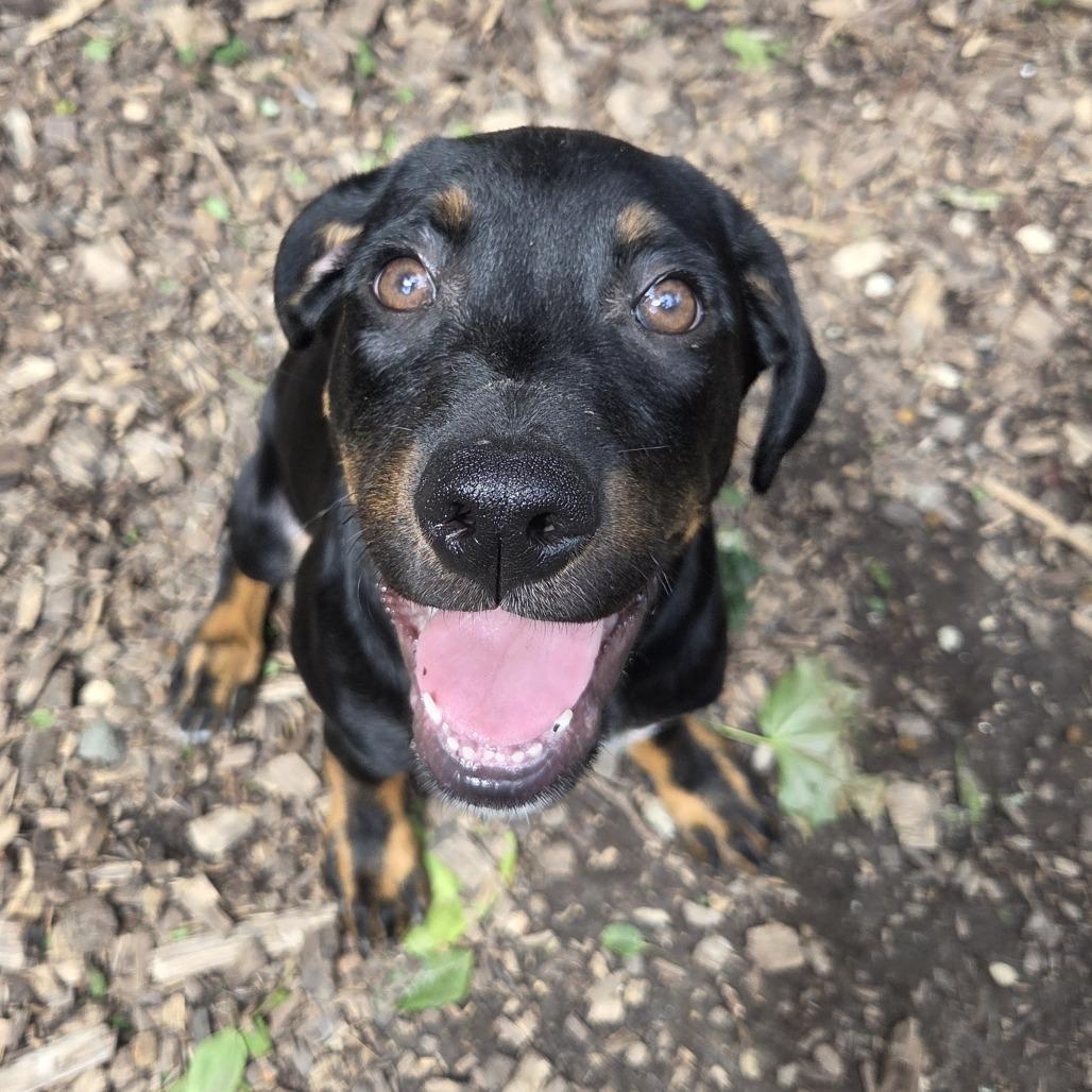 Houston, Adoptable, Young Male Terrier & Mixed Breed.