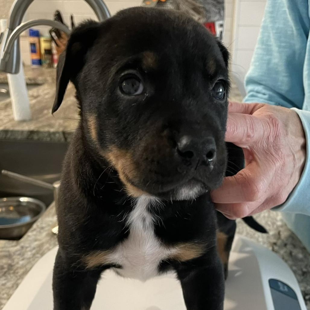 Houston, Adoptable, Puppy Male Terrier & Mixed Breed.