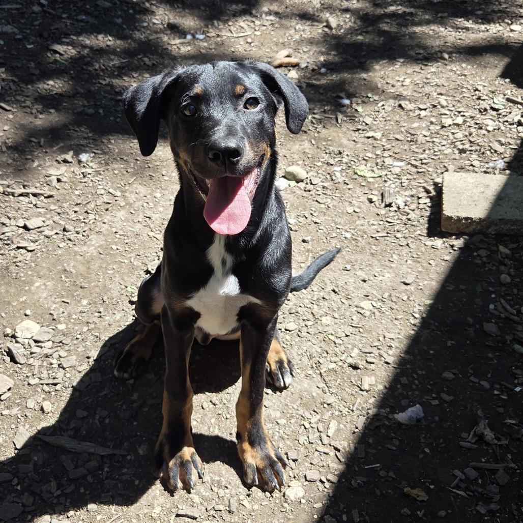Enlarge Houston, a Adoptable mixed breed in Mundelein, IL image 2/6