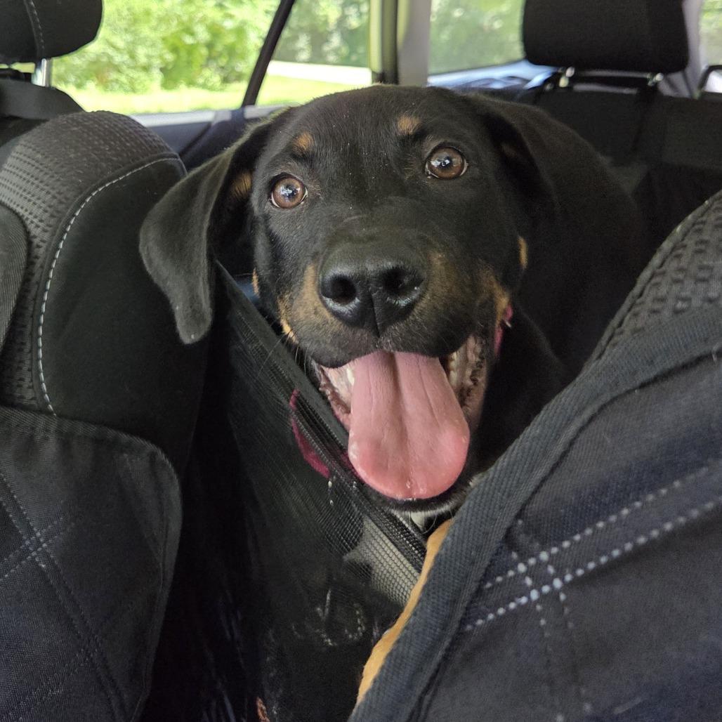 Enlarge Houston, a Adoptable mixed breed in Mundelein, IL image 3/6