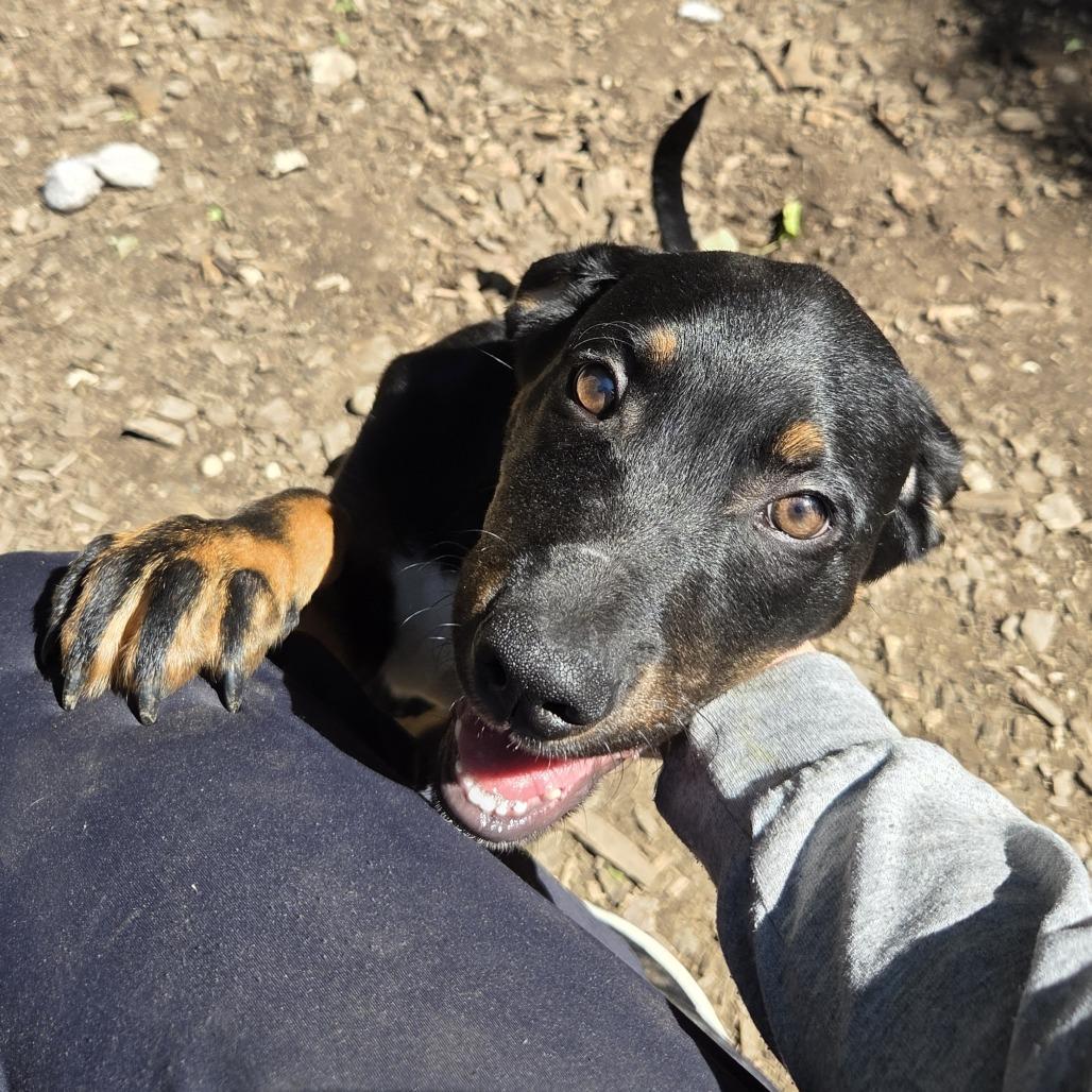 Enlarge Houston, a Adoptable mixed breed in Mundelein, IL image 4/6
