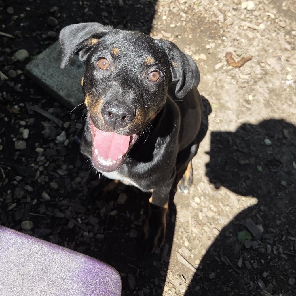 Enlarge Houston, a Adoptable mixed breed in Mundelein, IL image 5/6