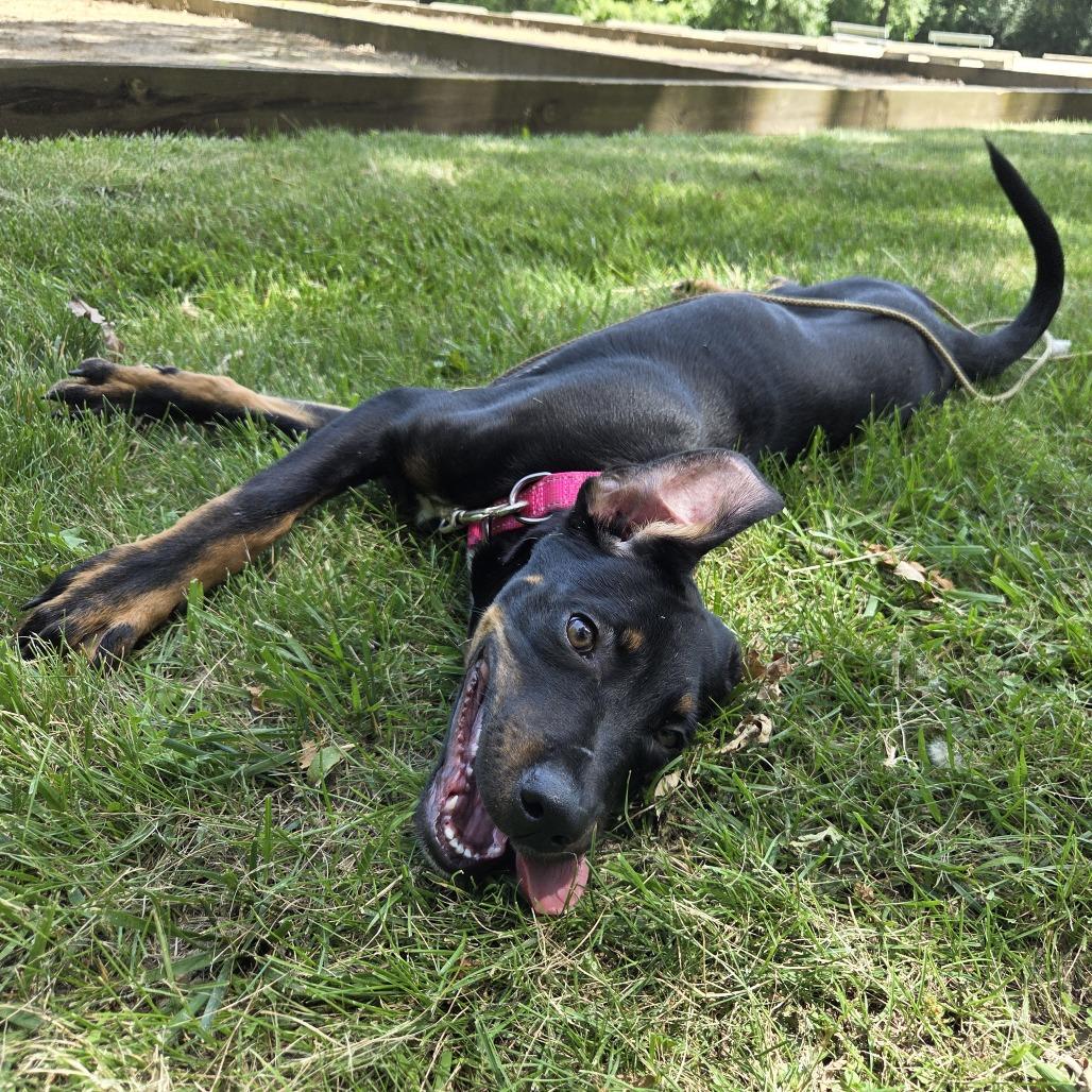 Enlarge Houston, a Adoptable mixed breed in Mundelein, IL image 6/6