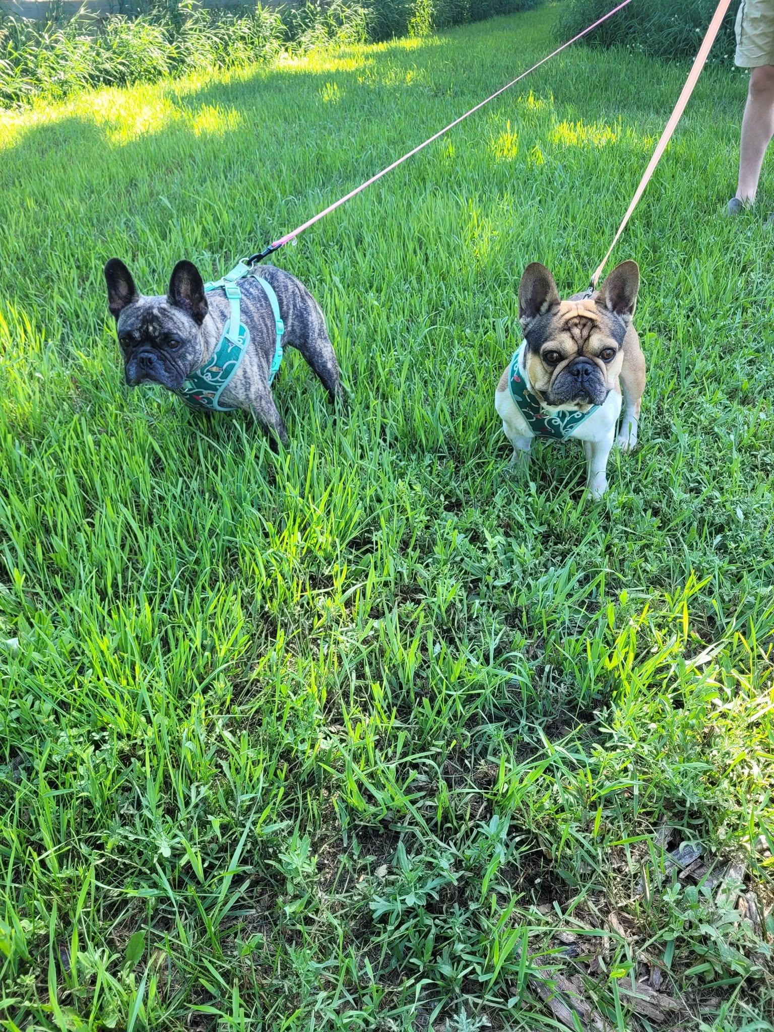 Jethro and Griffin, an adopted French Bulldog in Traverse City, MI image 2/2