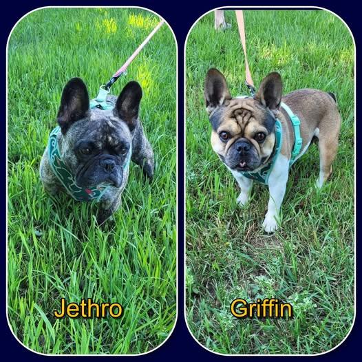 Jethro and Griffin, an adopted French Bulldog in Traverse City, MI image 1/2