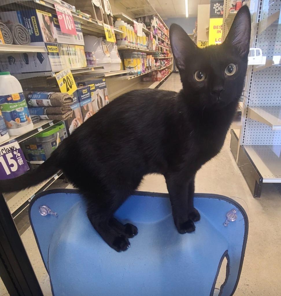 Shadow, Adoptable, Kitten Male Domestic Short Hair.