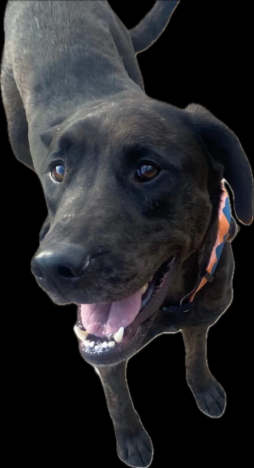 Enlarge Jasper, a Adopted mixed breed in Oklahoma City, OK image 1/1