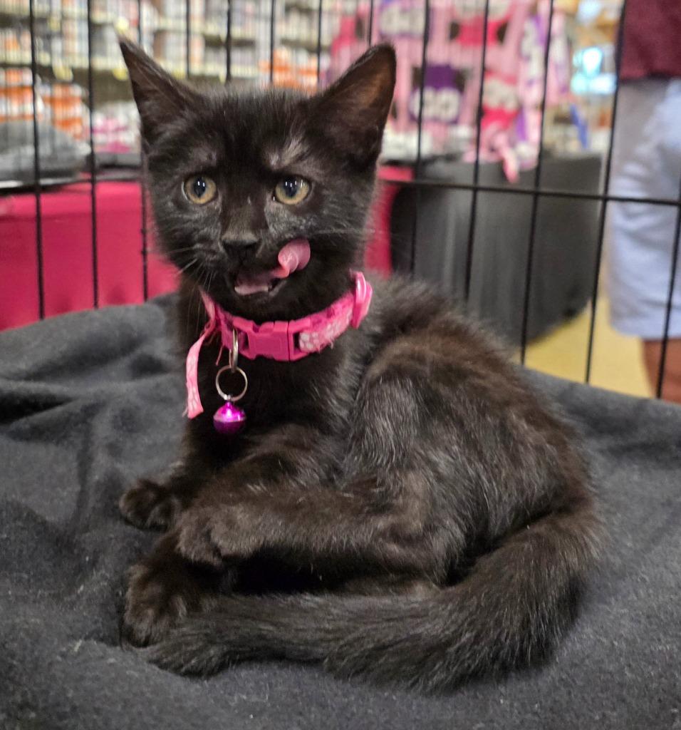 Bashful, Adoptable, Kitten Female Bombay.