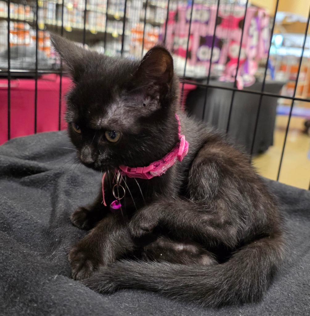 Bashful, a Adoptable Bombay in Buford, GA image 2/6