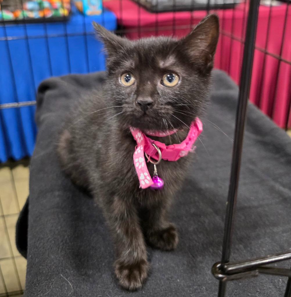 Bashful, a Adoptable Bombay in Buford, GA image 3/6