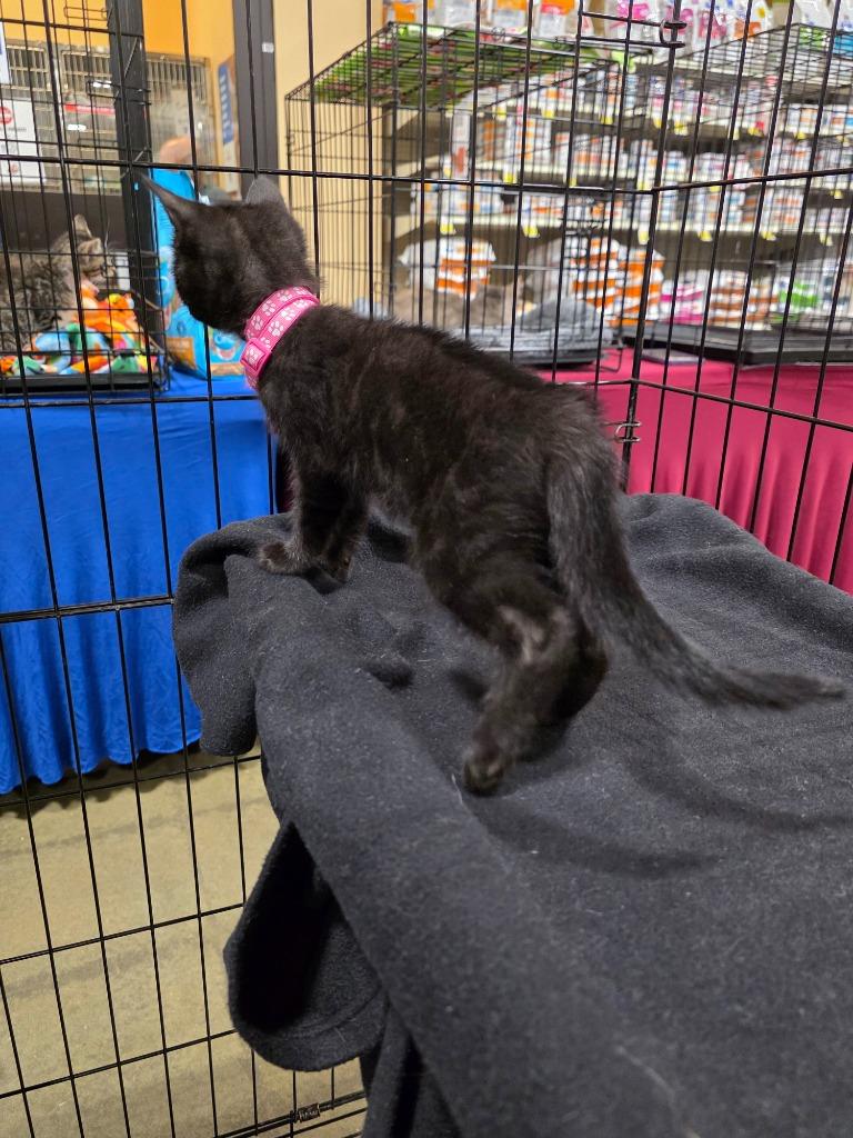 Bashful, a Adoptable Bombay in Buford, GA image 4/6