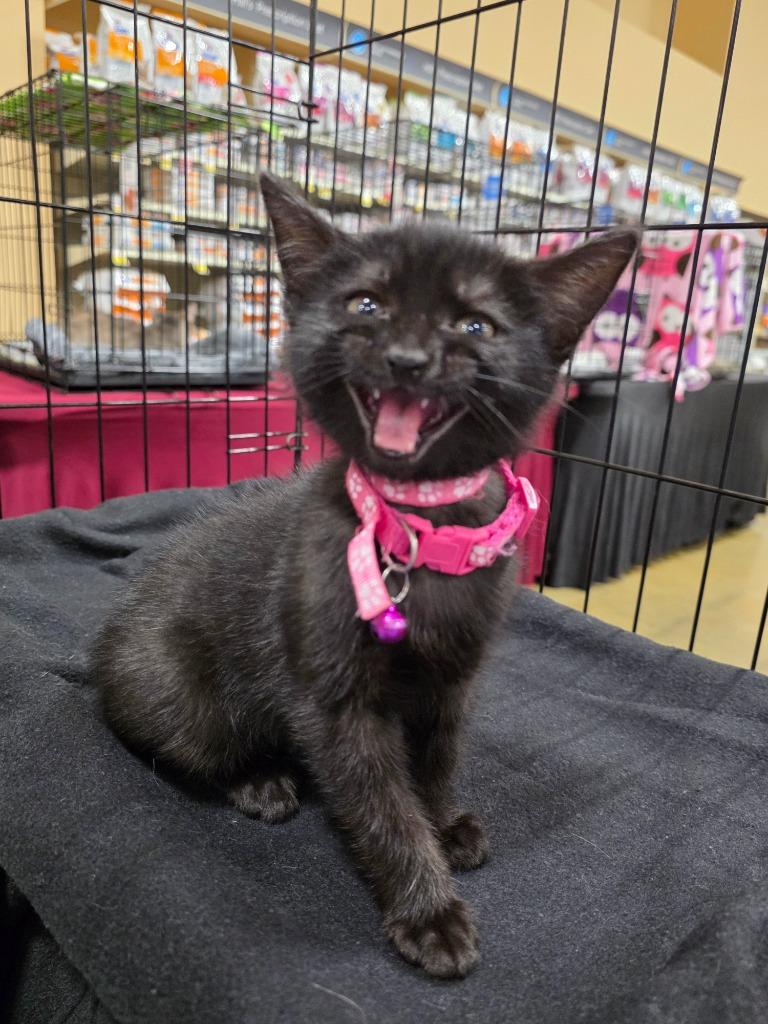 Bashful, a Adoptable Bombay in Buford, GA image 5/6