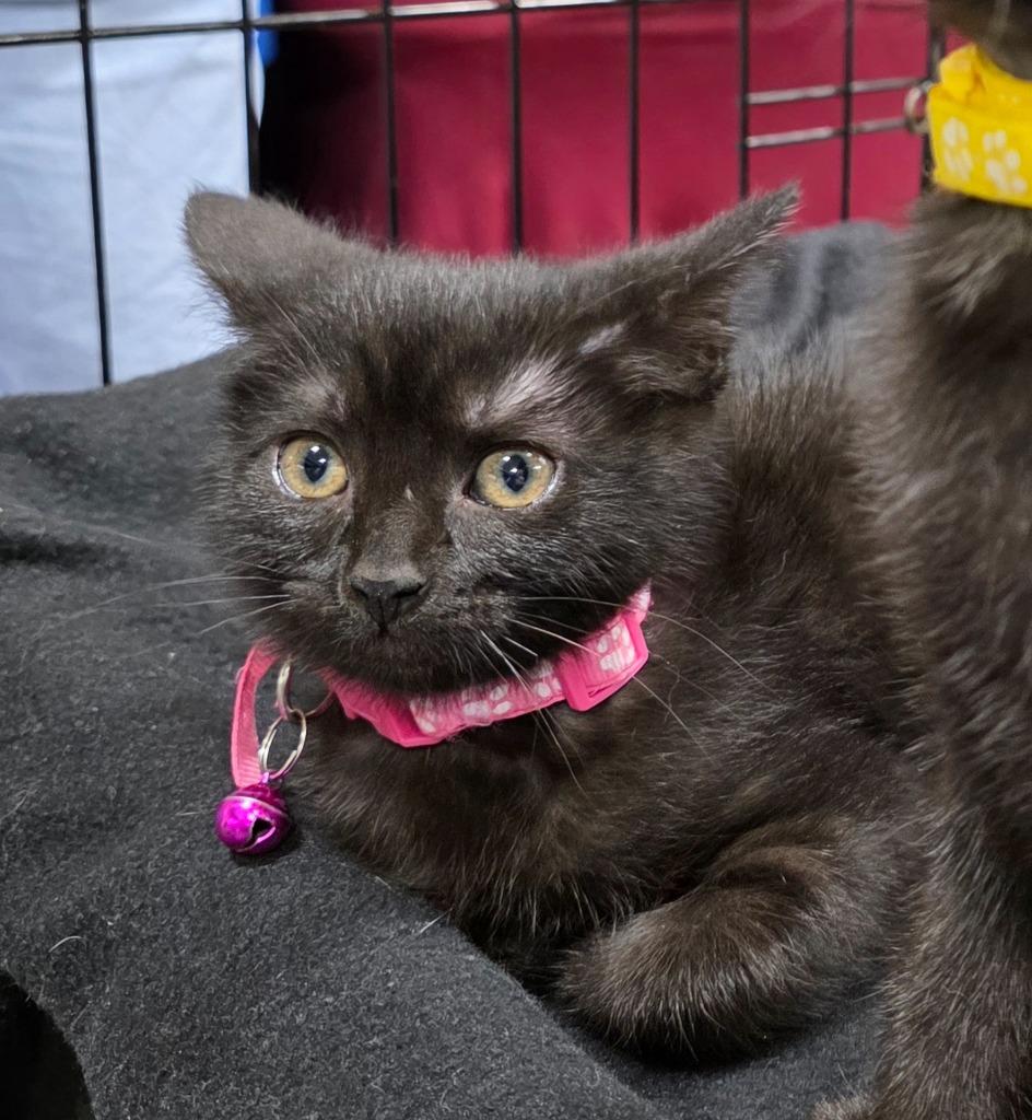Bashful, a Adoptable Bombay in Buford, GA image 6/6