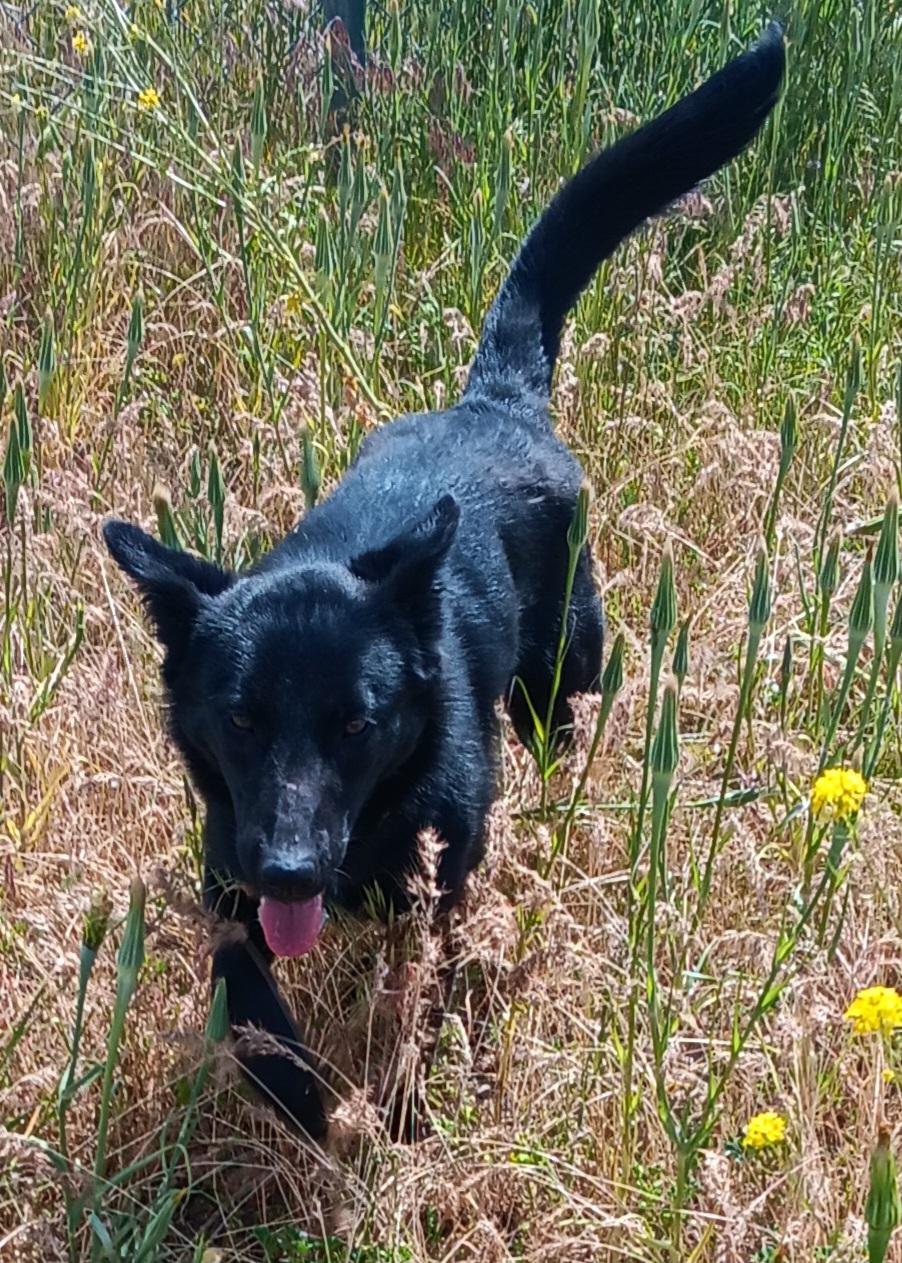 Camile, an adoptable Dutch Shepherd in Polson, MT, 59860 | Photo Image 1