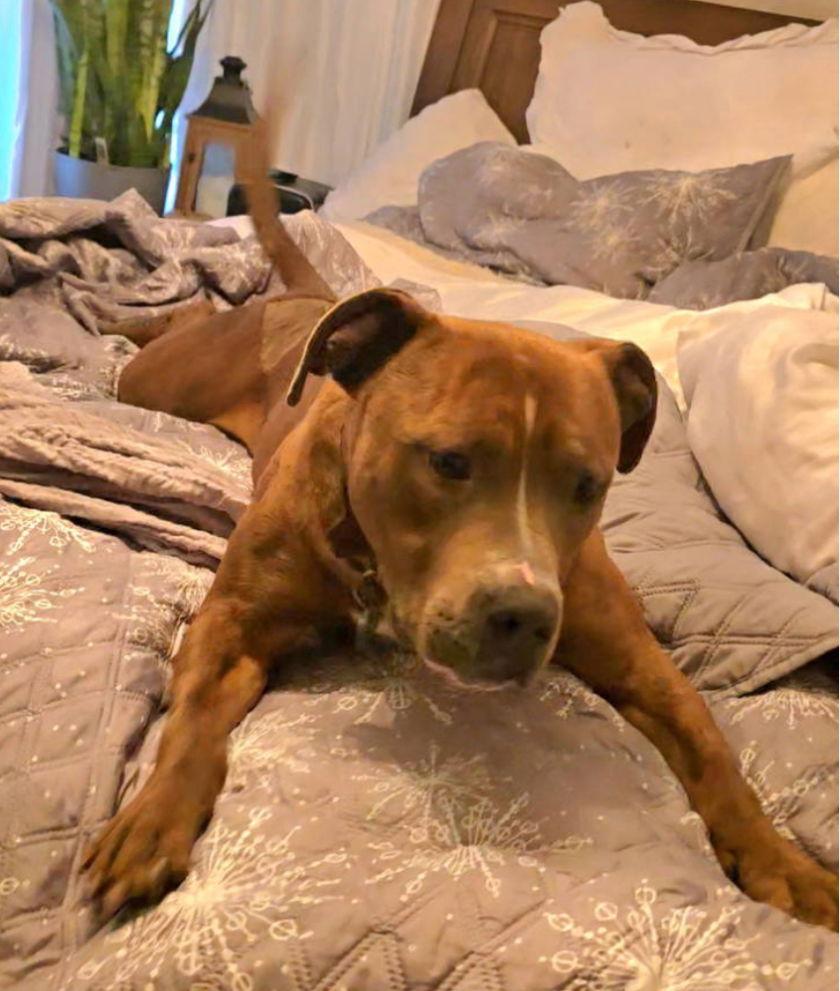 Sanders, a Adoptable Pit Bull Terrier in Tonawanda, NY image 1/3