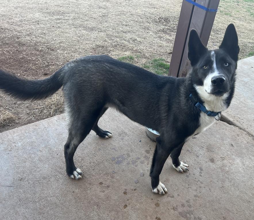 Memo, ADOPTABLE, Young Male Husky.