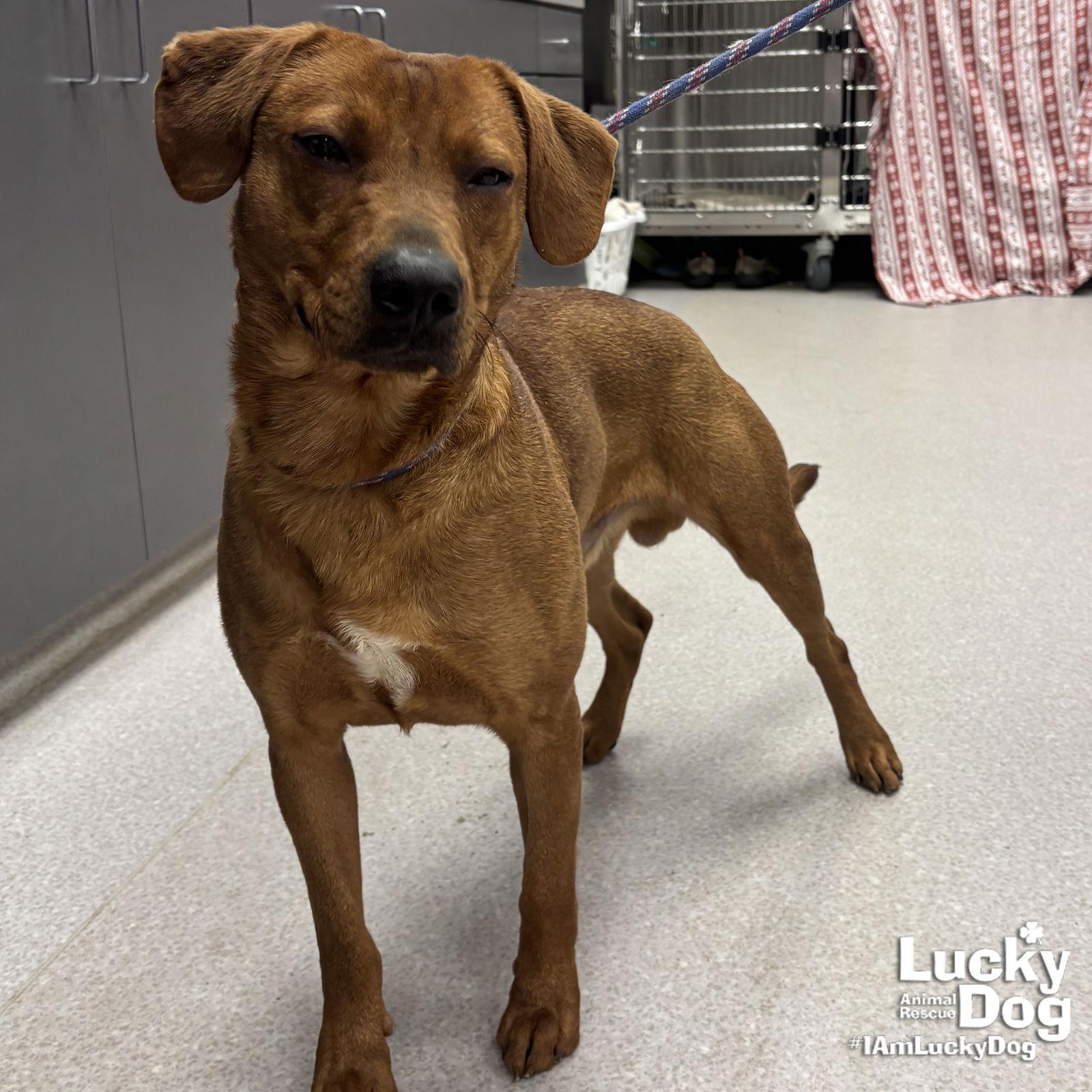 Blueberry thumbnail 2